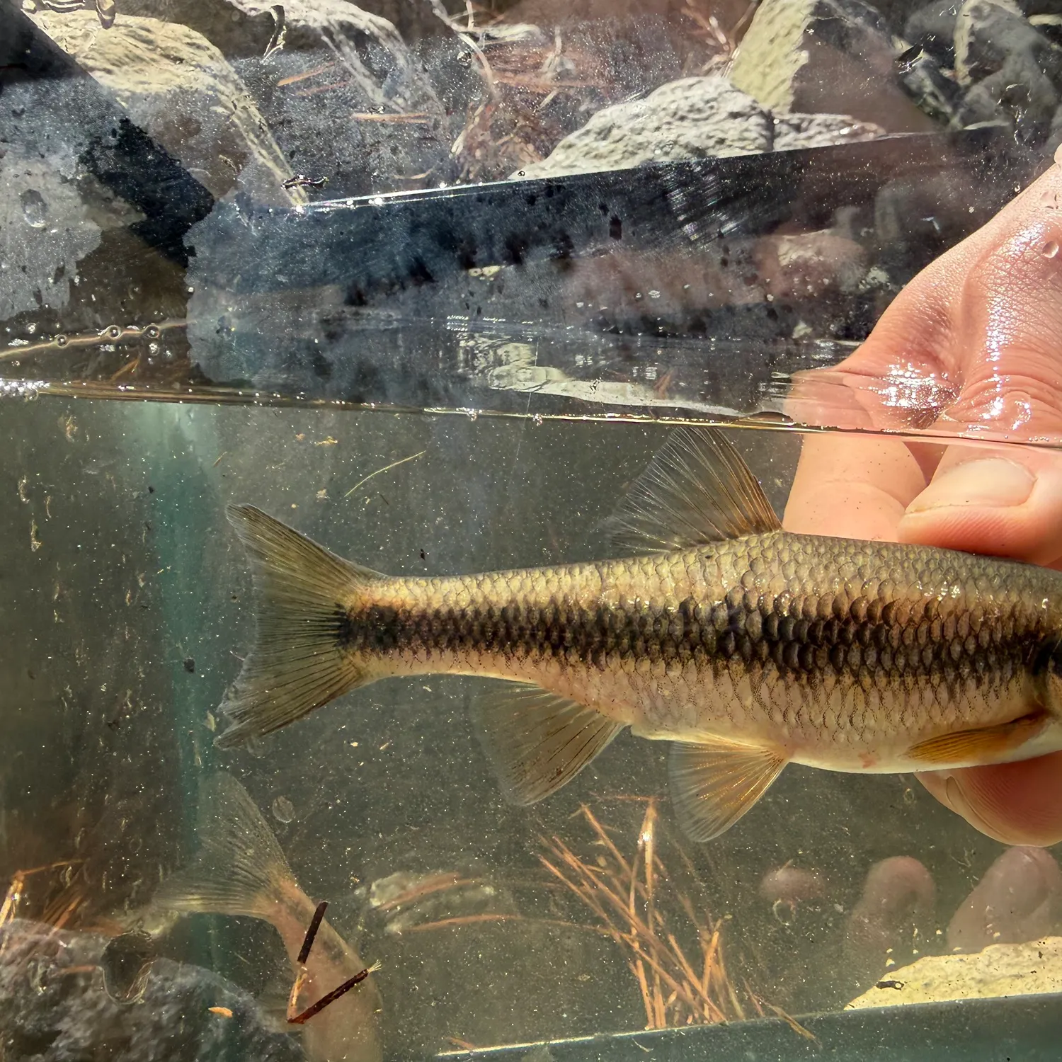 The most recent Sandhills chub catches on Fishbrain