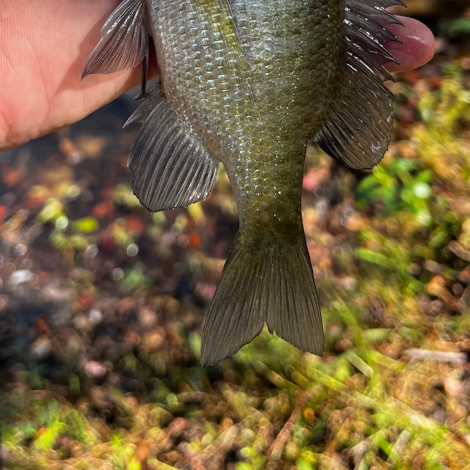 Bluegill caught on Fishbrain