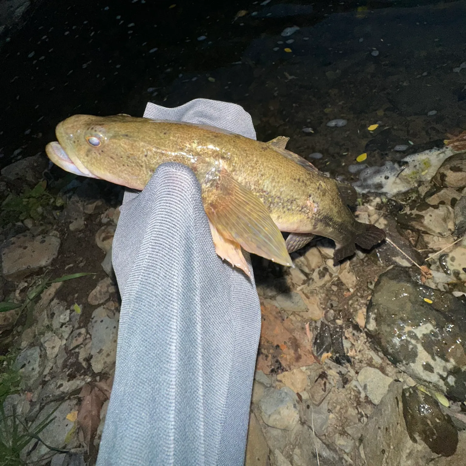 The most recent Bigmouth sleeper catches on Fishbrain