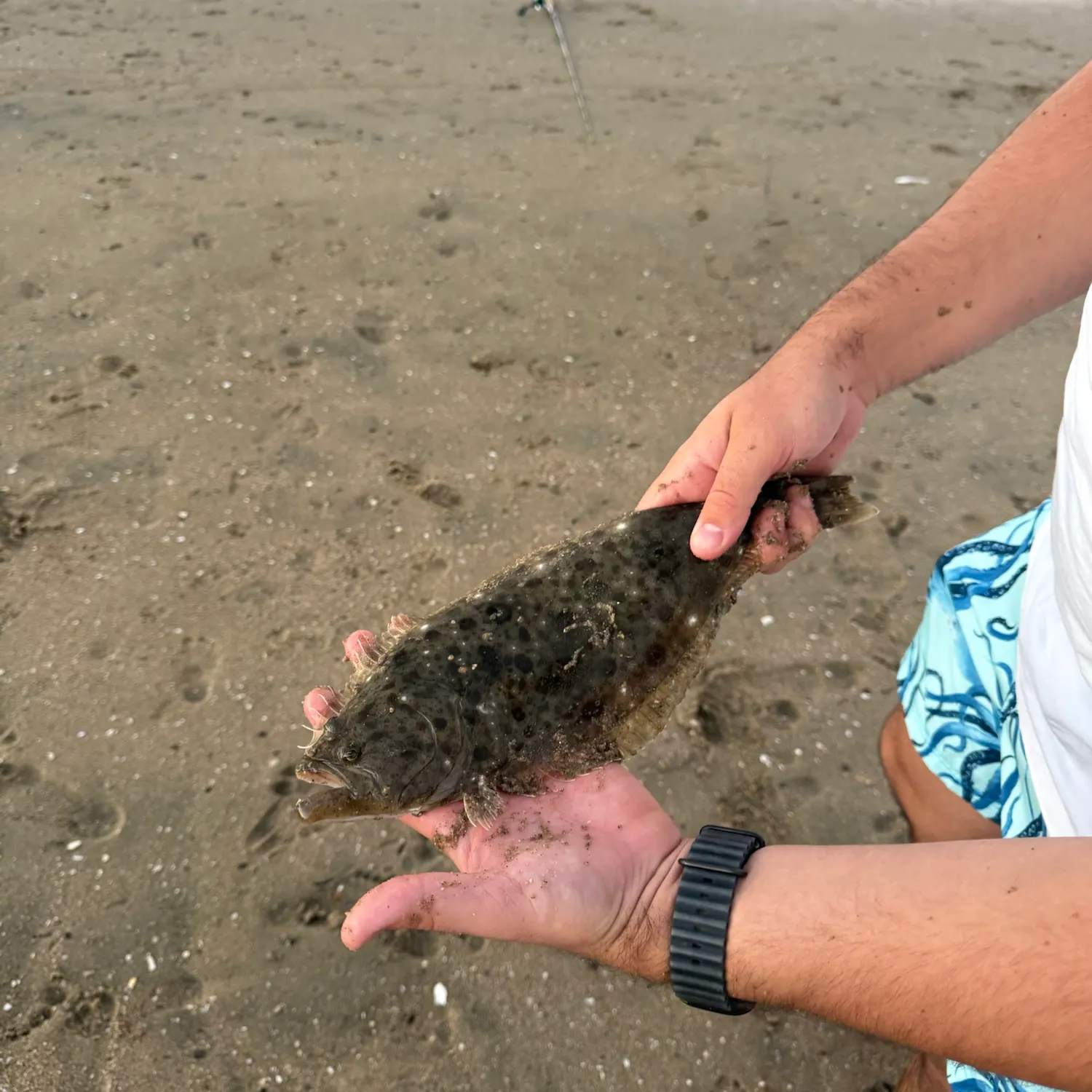 California halibut caught on Fishbrain