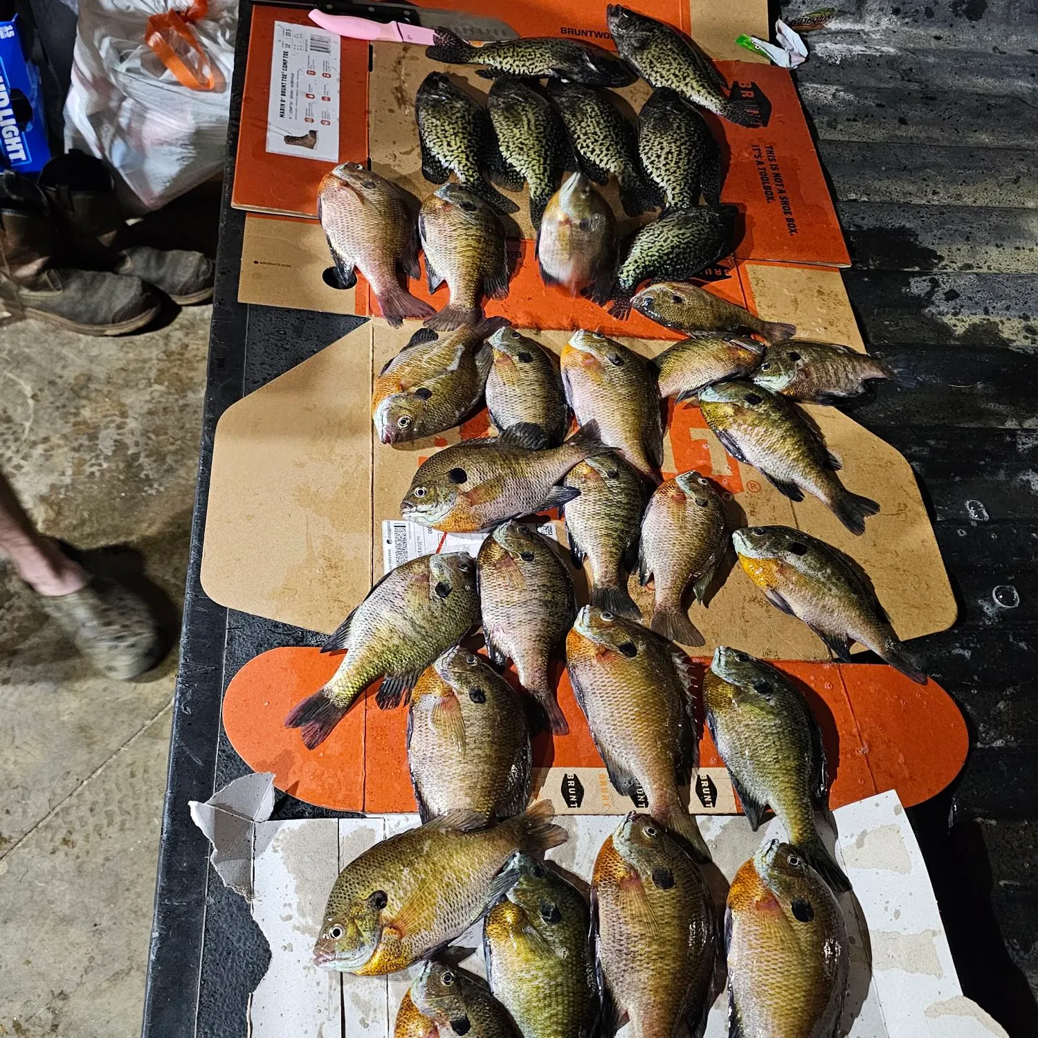 recently logged catches