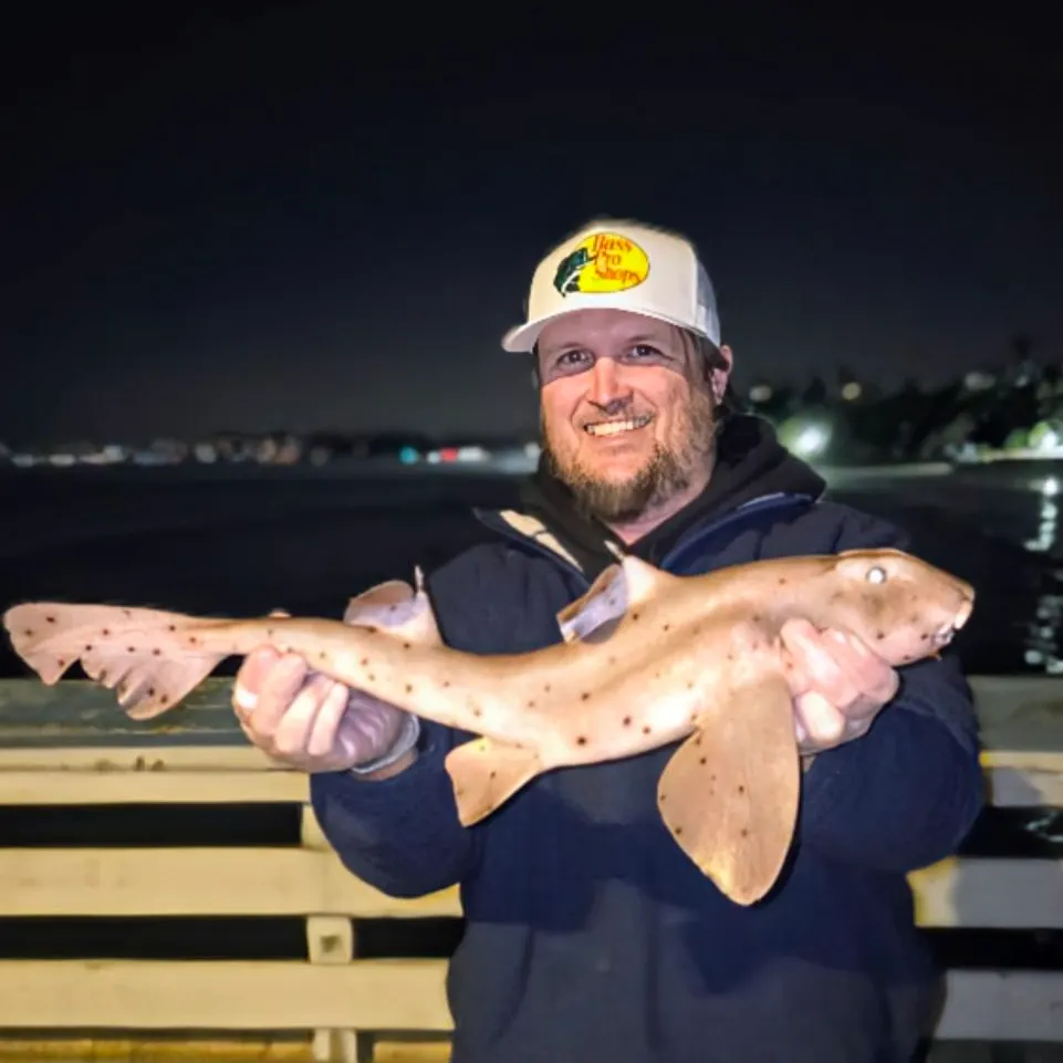 The most recent Horn shark catches on Fishbrain