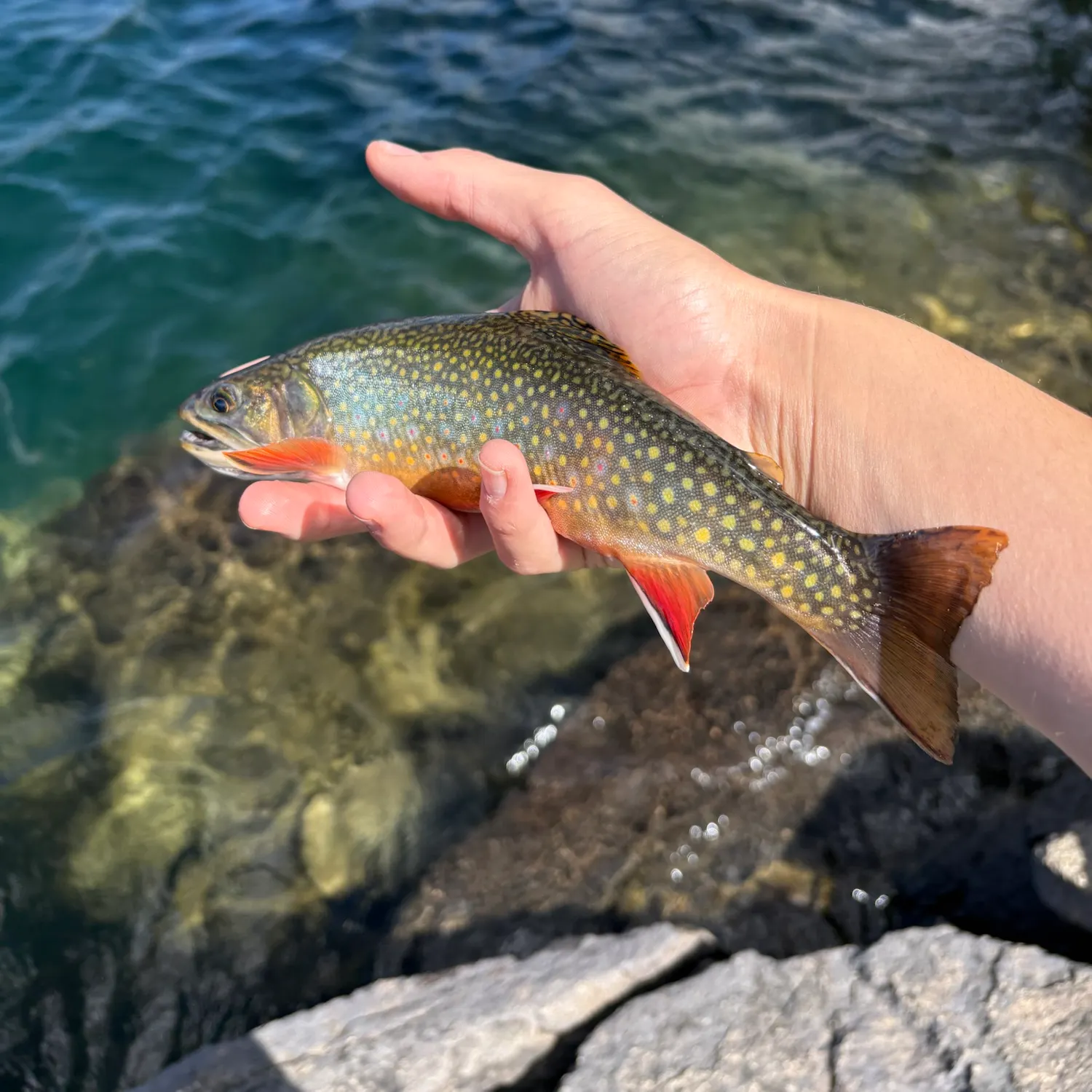 Brook trout caught on Fishbrain
