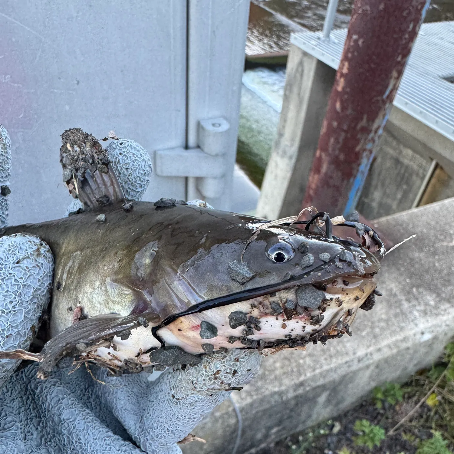 Brown bullhead caught on Fishbrain