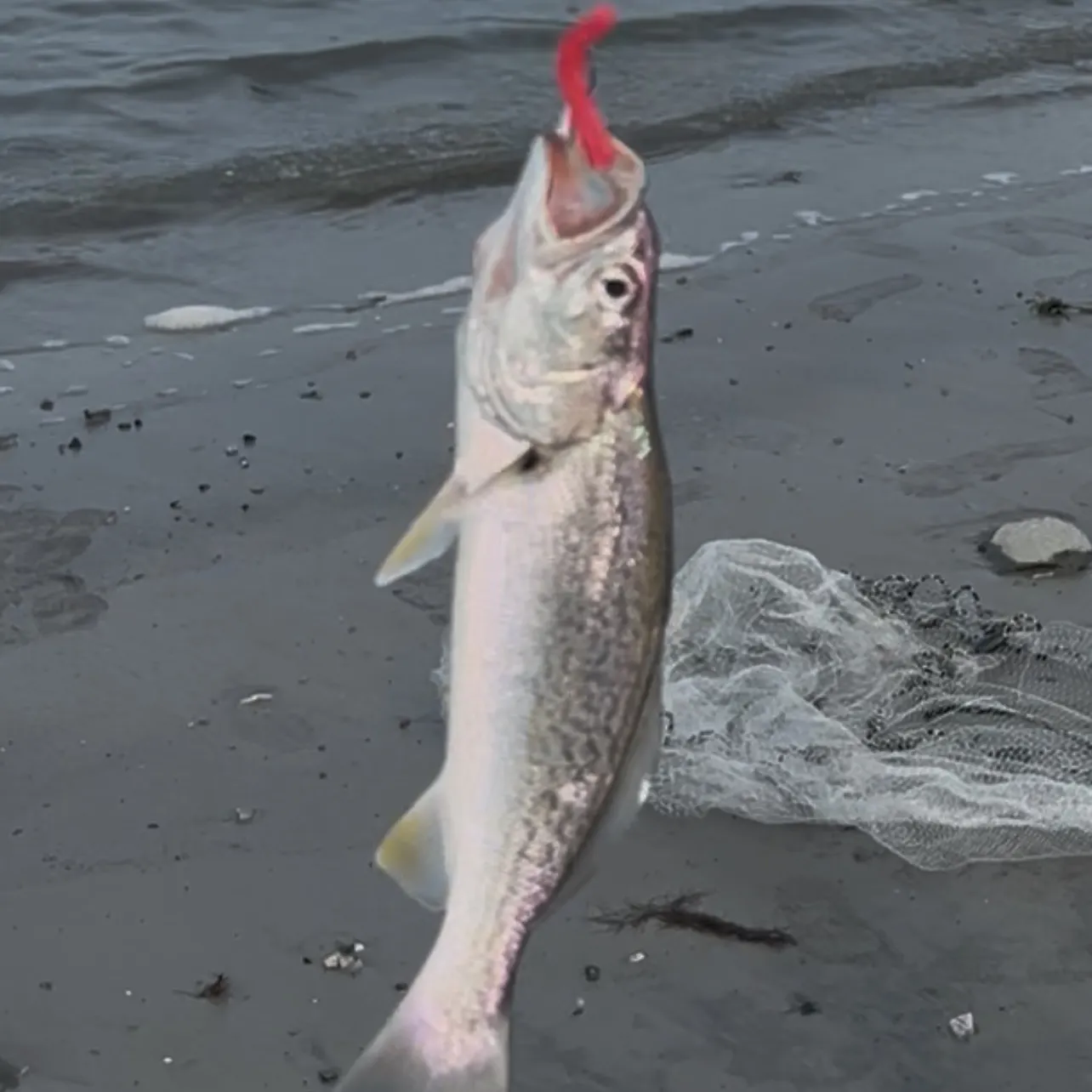 Gray weakfish caught on Fishbrain