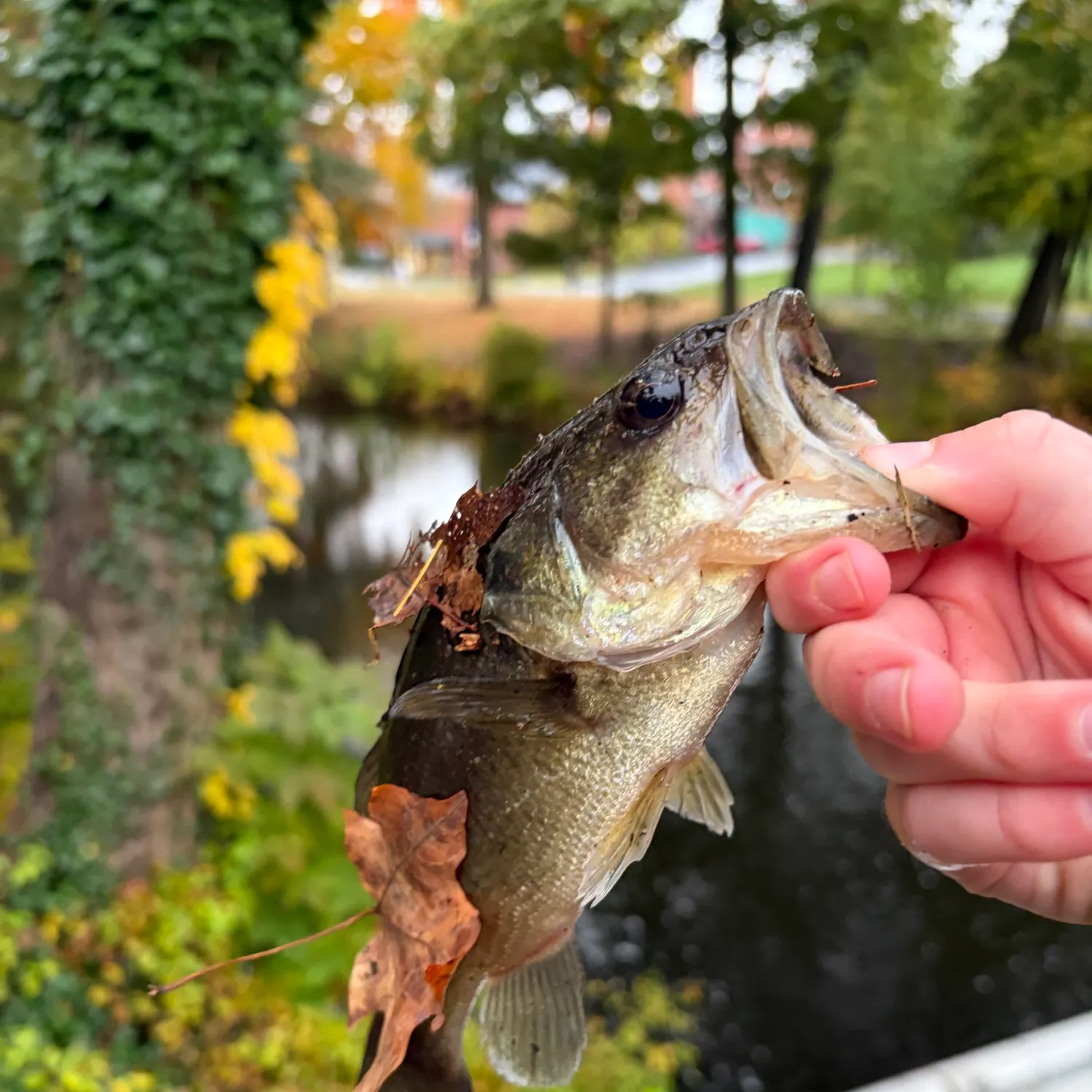 catch