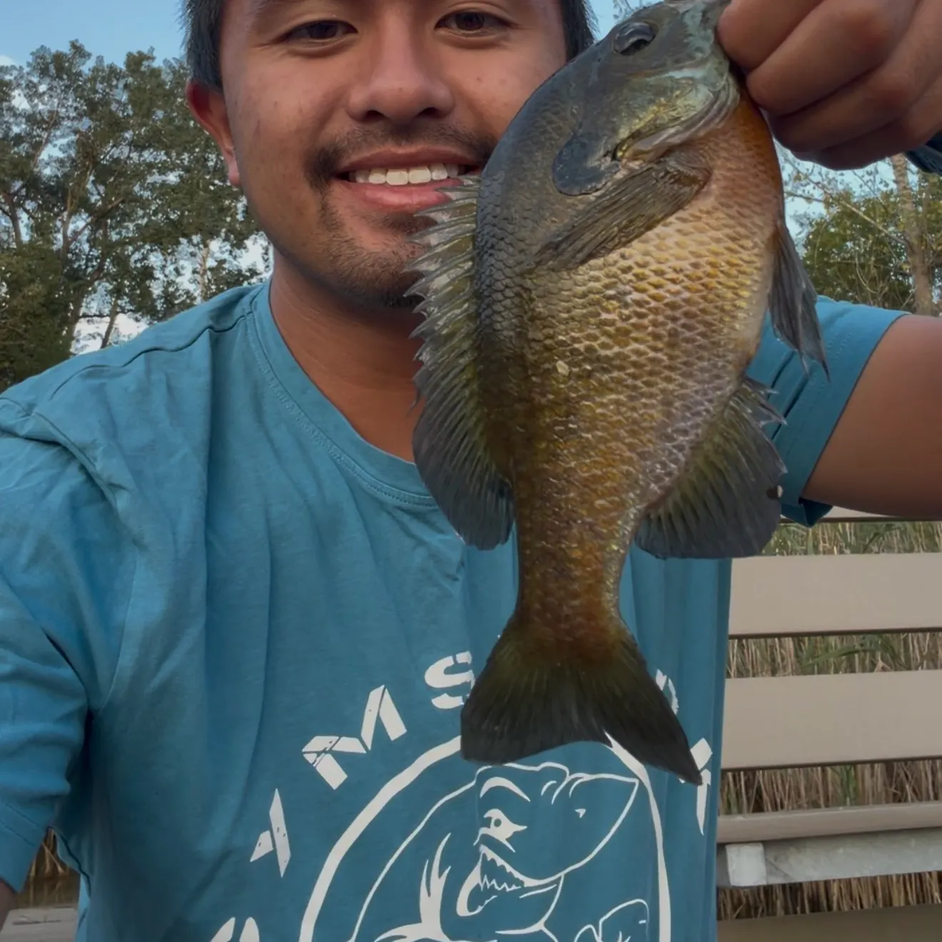Bluegill caught on Fishbrain