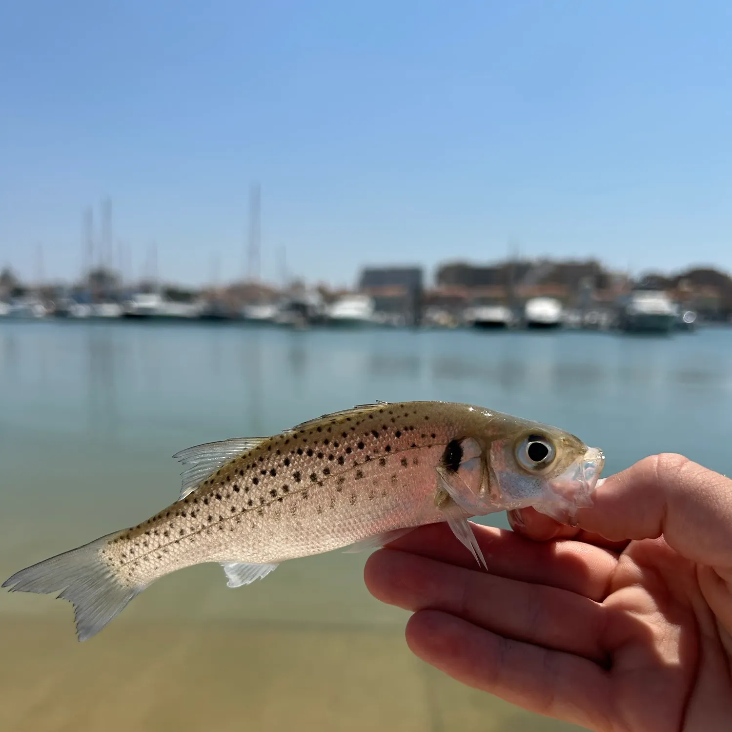 The most recent Spotted seabass catches on Fishbrain