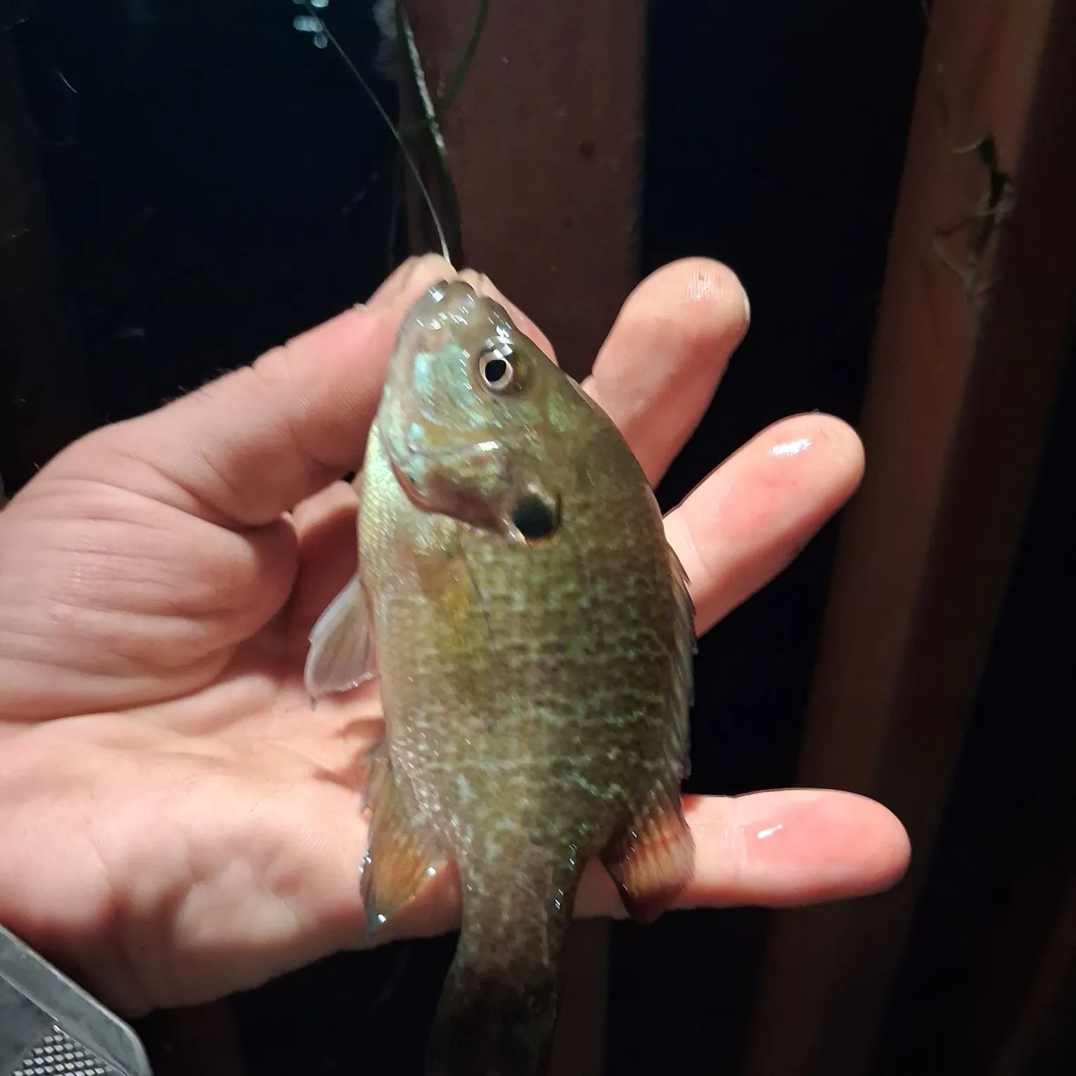Bluegill caught on Fishbrain