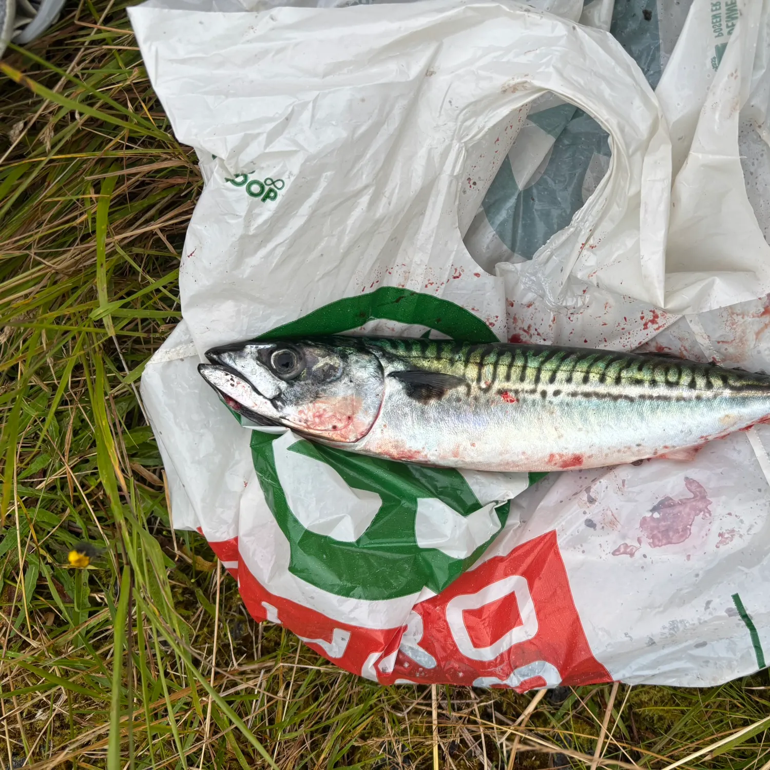 Atlantic mackerel caught on Fishbrain