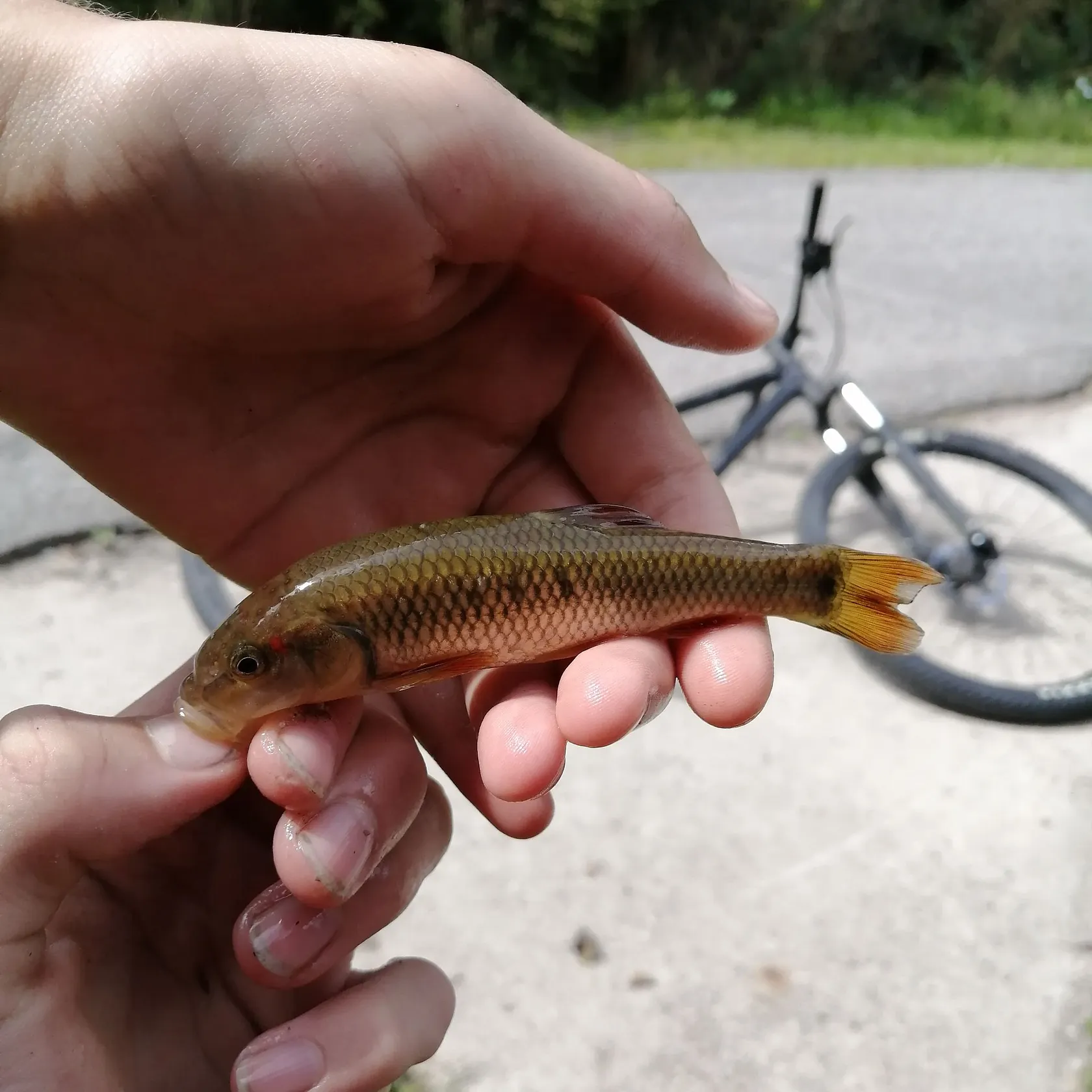 The most recent Redspot chub catches on Fishbrain