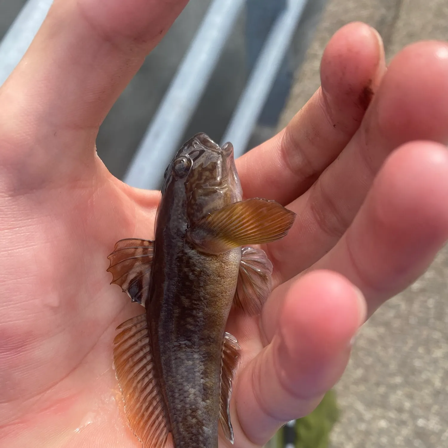 Round goby caught on Fishbrain