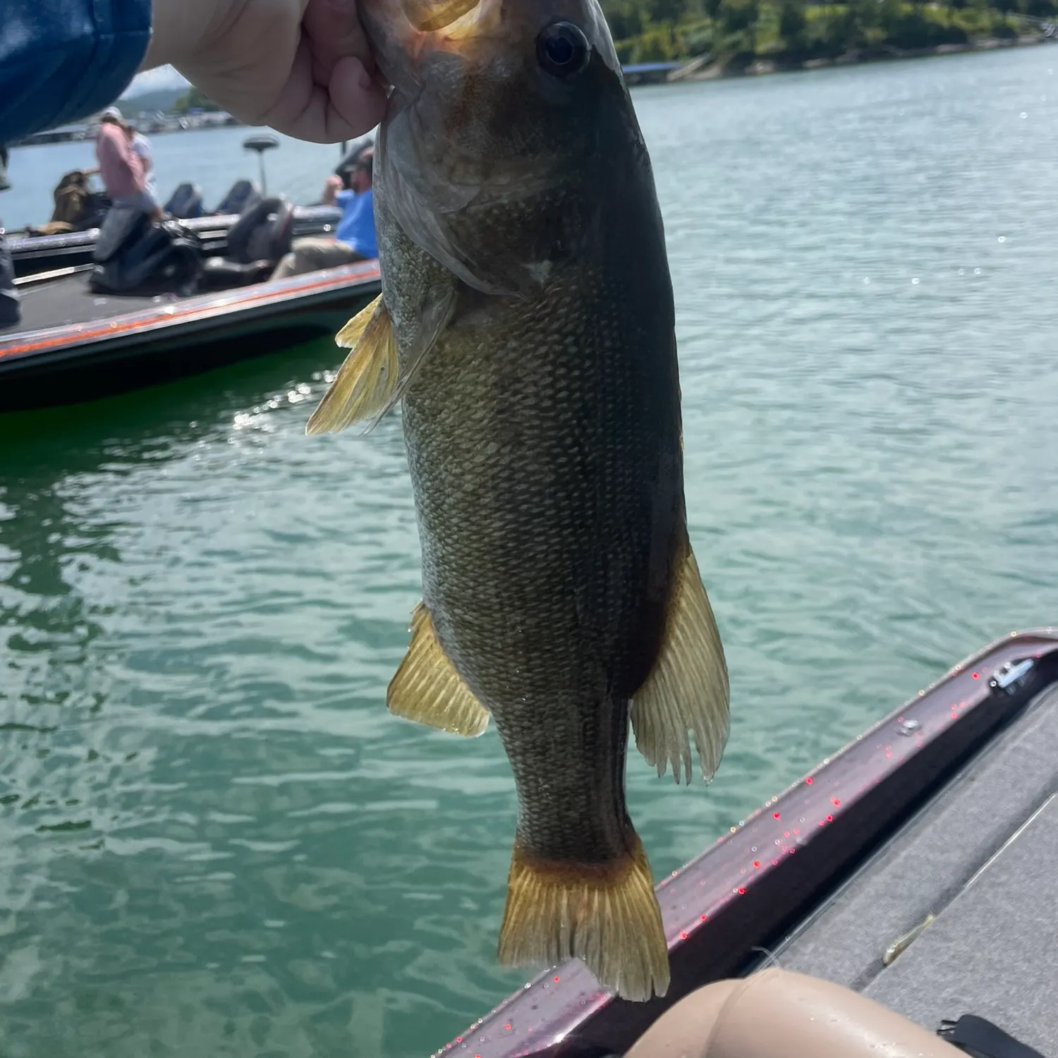 Smallmouth bass caught on Fishbrain