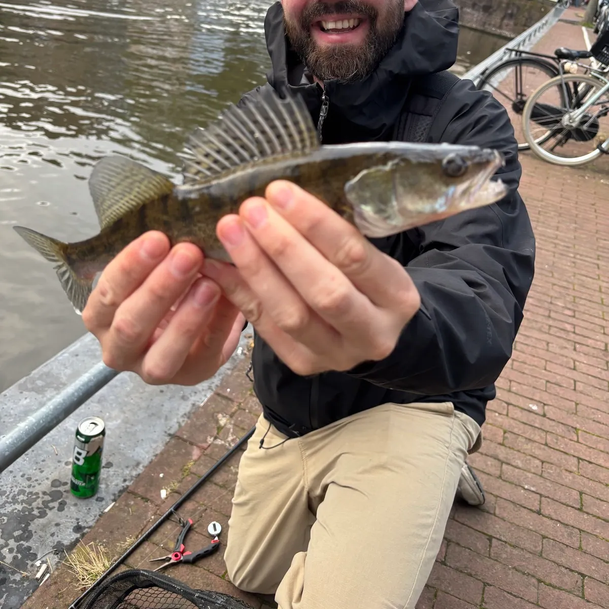 Zander caught on Fishbrain
