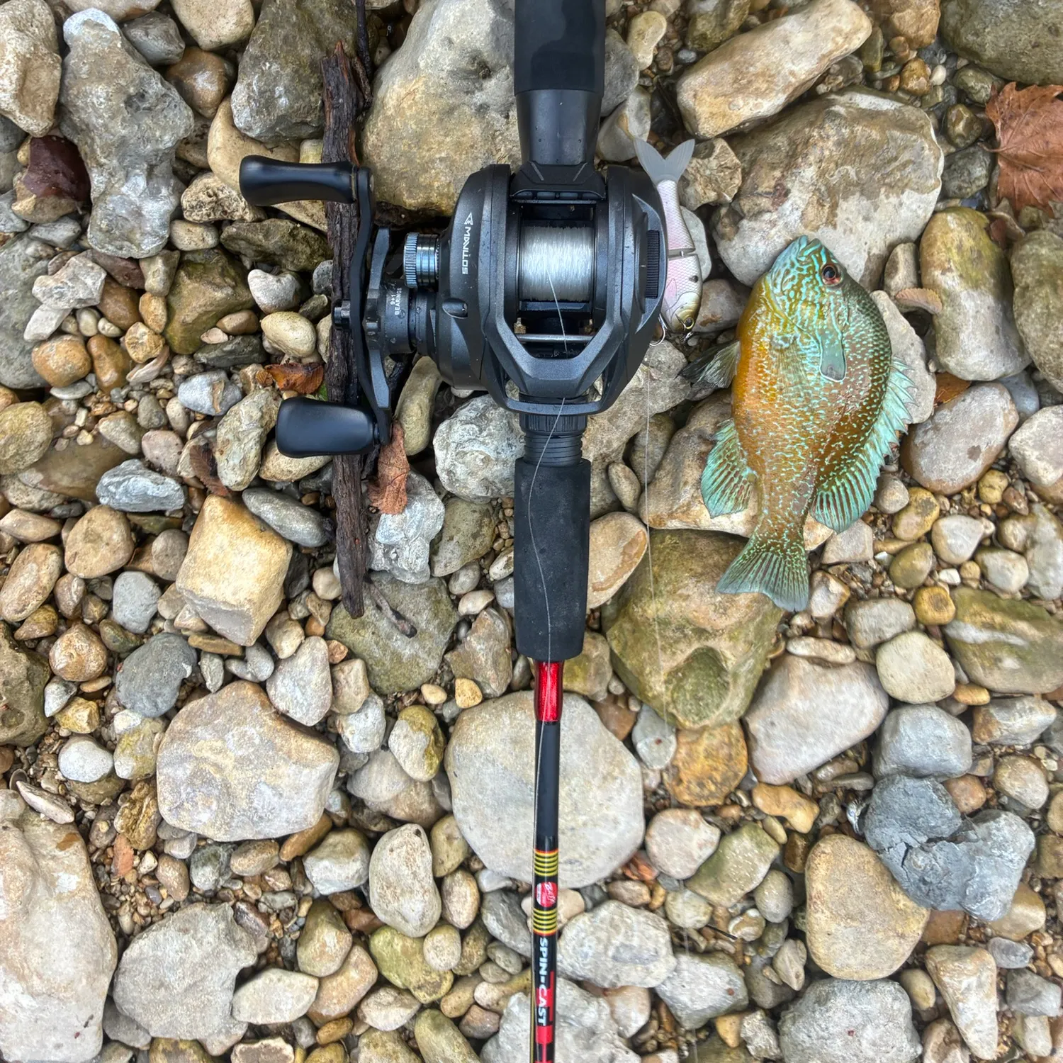 The most recent Plains longear sunfish catches on Fishbrain