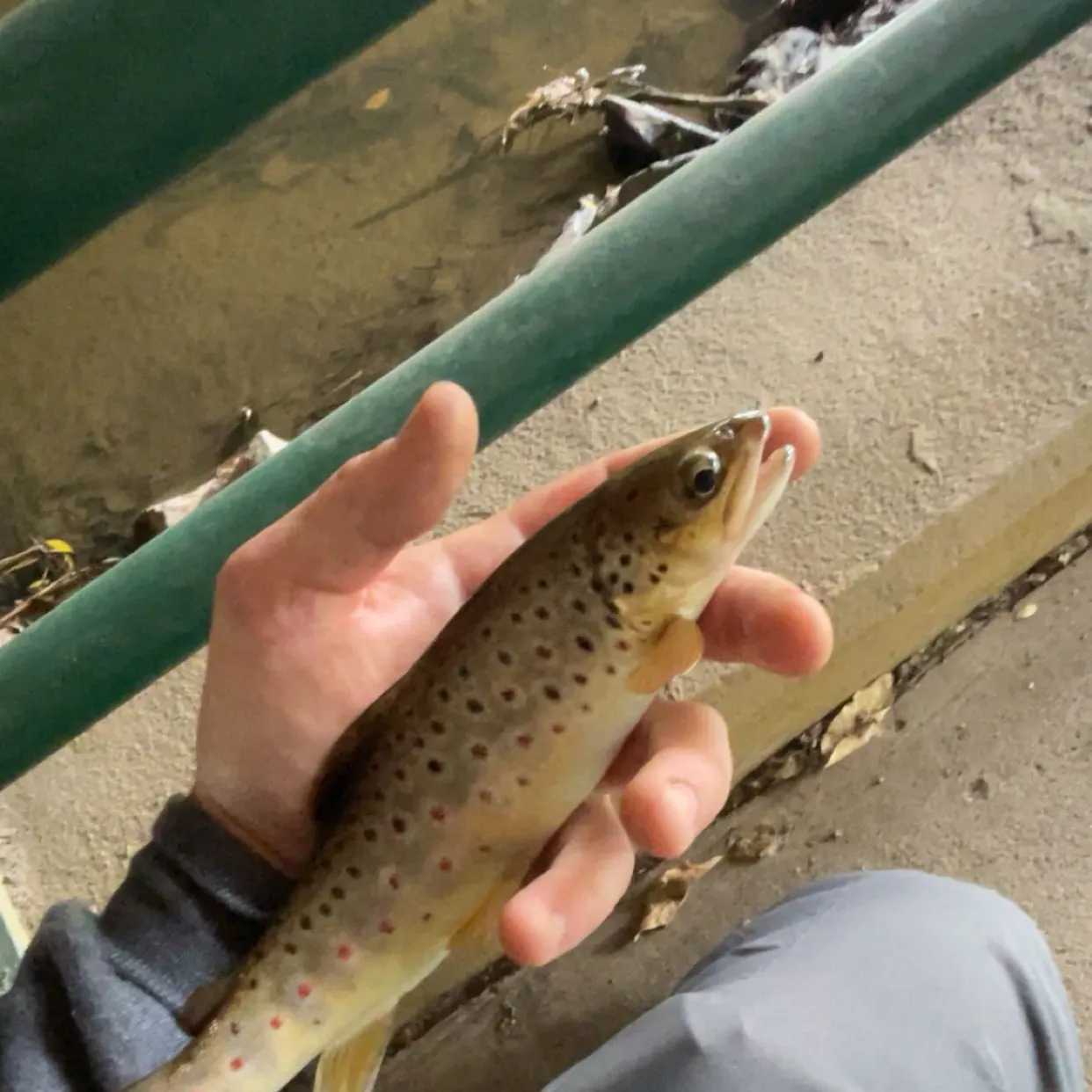 Brown trout caught on Fishbrain