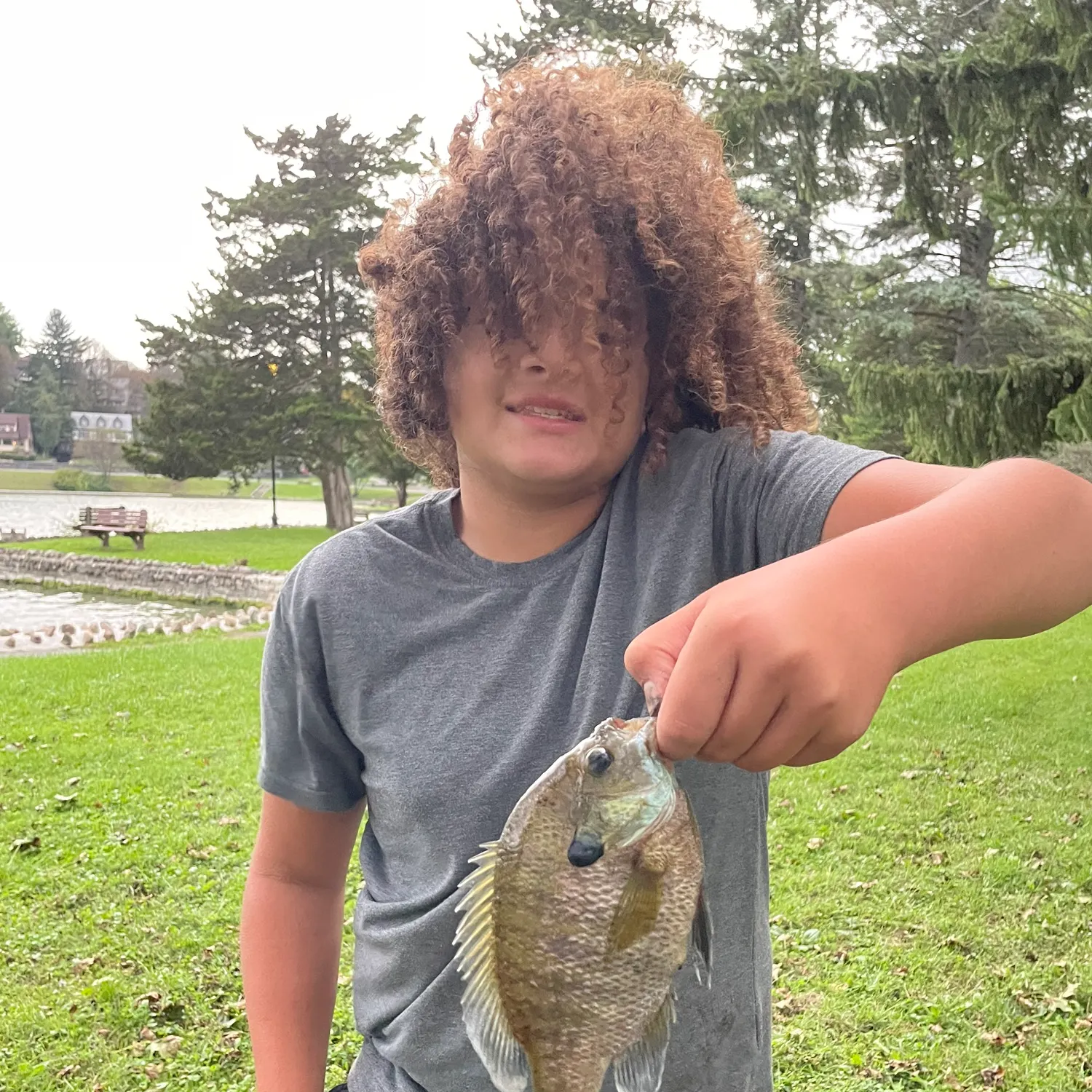 Bluegill caught on Fishbrain