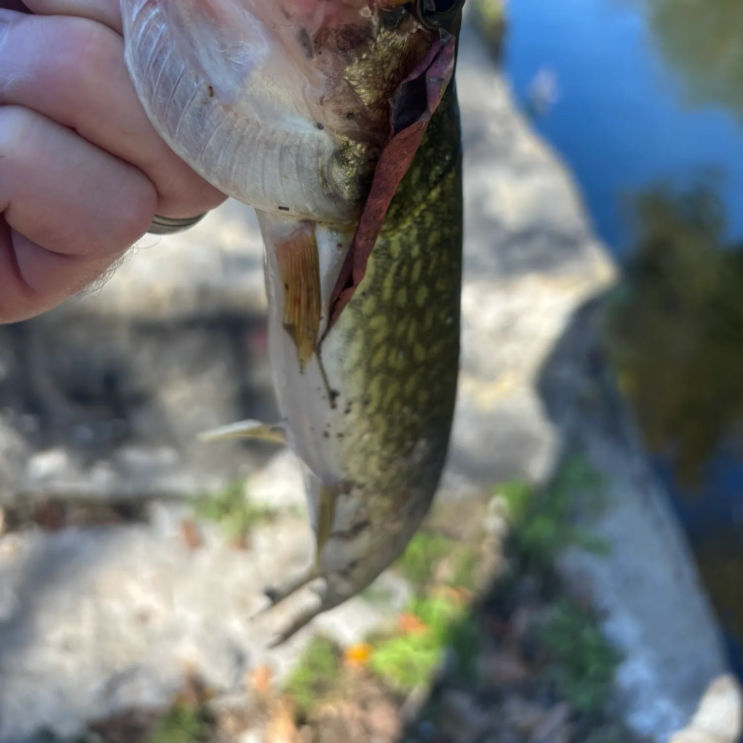 catch