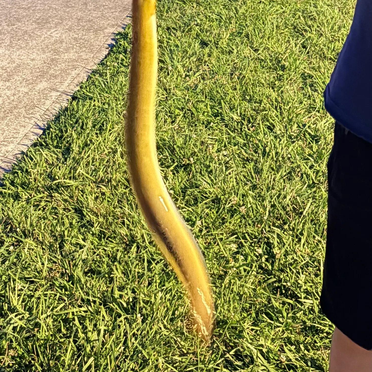 The most recent American eel catches on Fishbrain