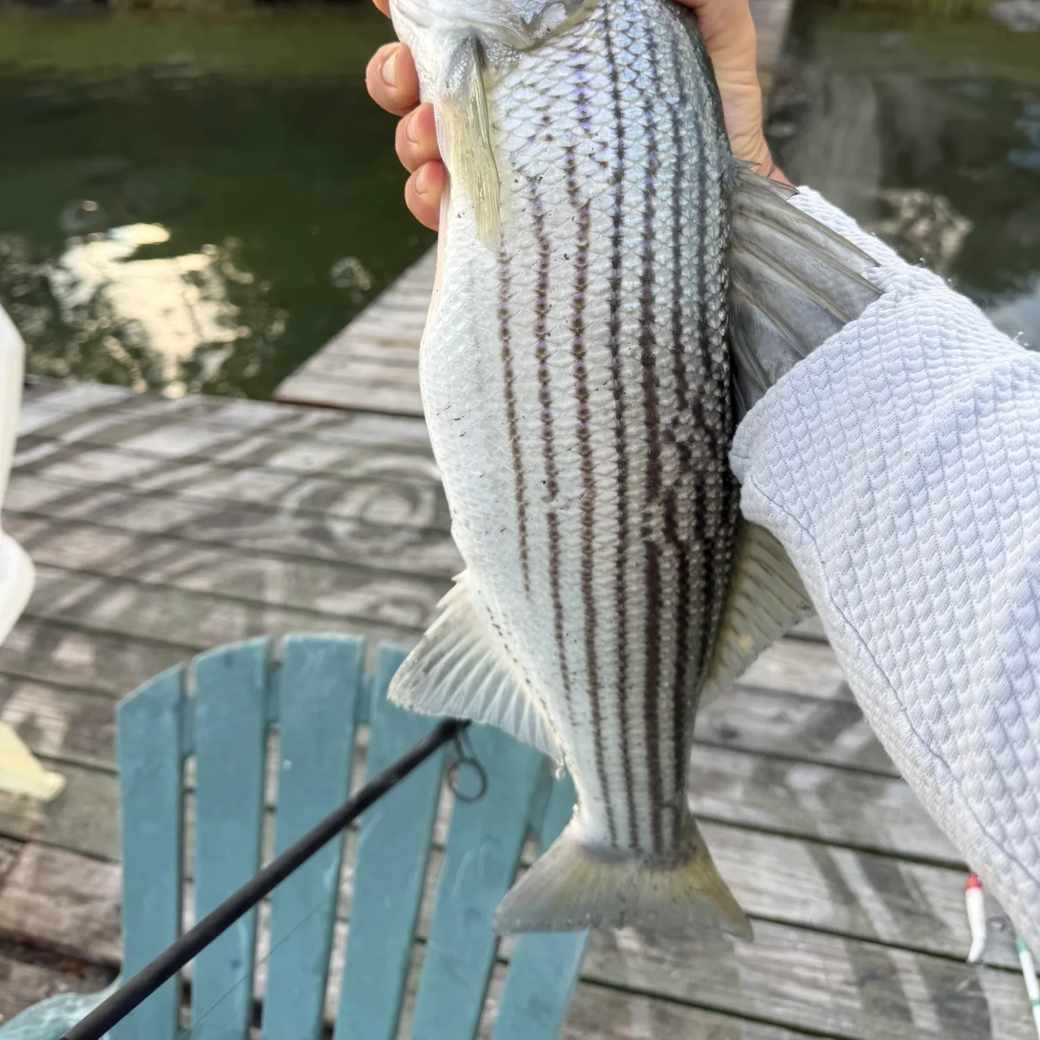 Striped bass caught on Fishbrain