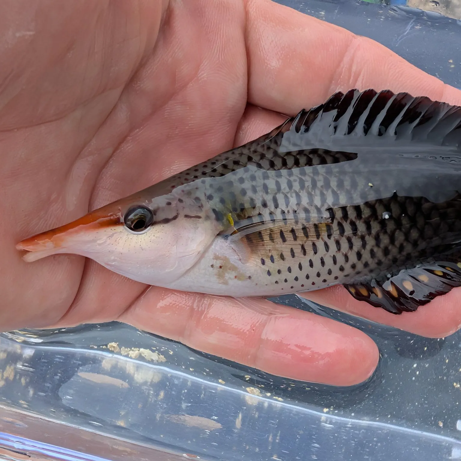 The most recent Bird wrasse catches on Fishbrain