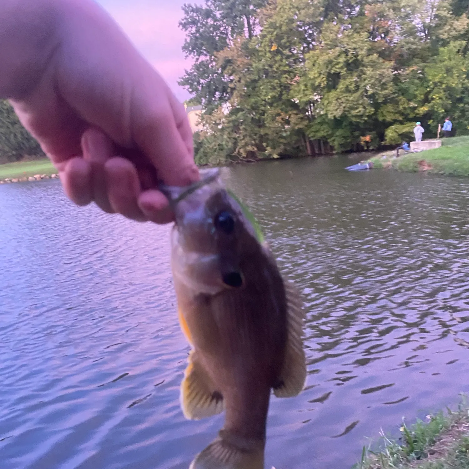 Bluegill caught on Fishbrain