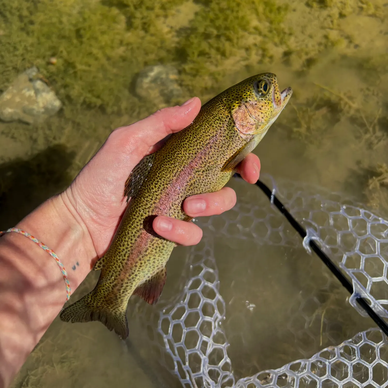 Cutbow caught on Fishbrain