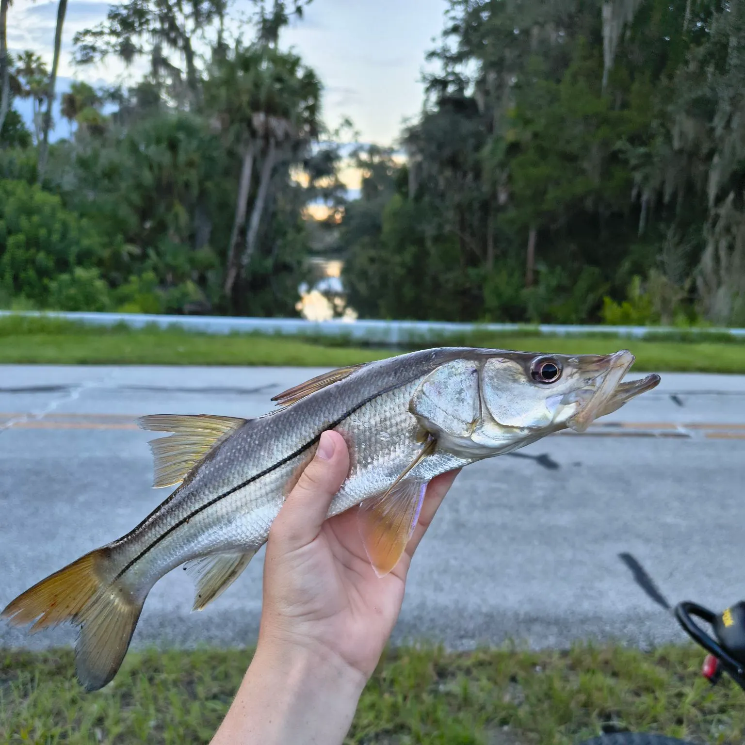 Common snook caught on Fishbrain