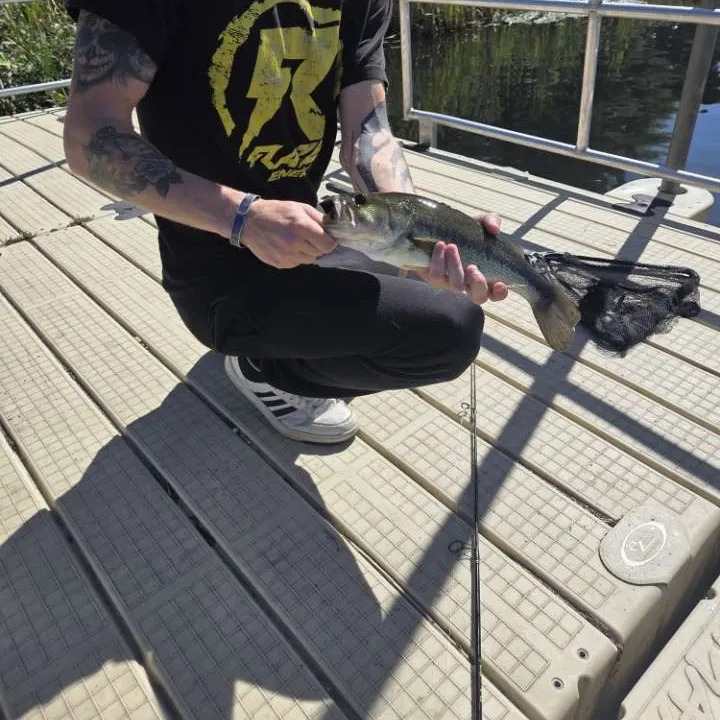 Largemouth bass caught on Fishbrain