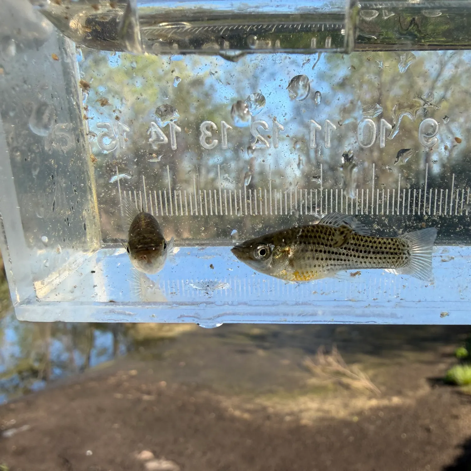 The most recent Sailfin Molly catches on Fishbrain