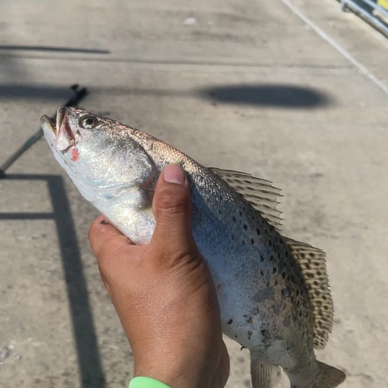 Spotted seatrout caught on Fishbrain
