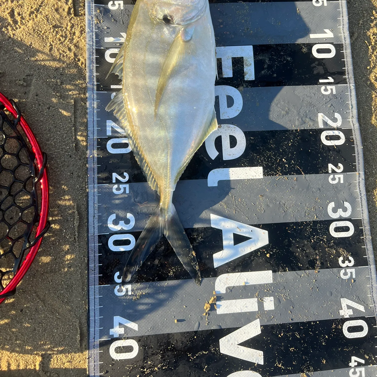 The most recent White trevally catches on Fishbrain