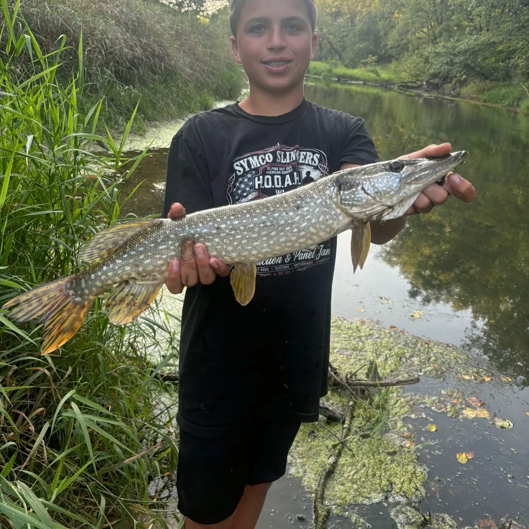 Northern pike caught on Fishbrain