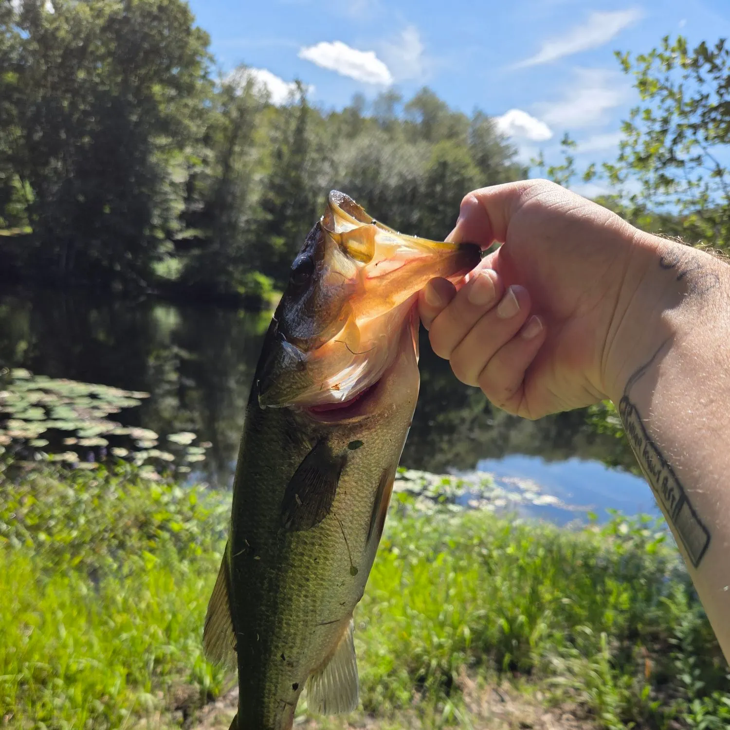 Largemouth bass caught on Fishbrain
