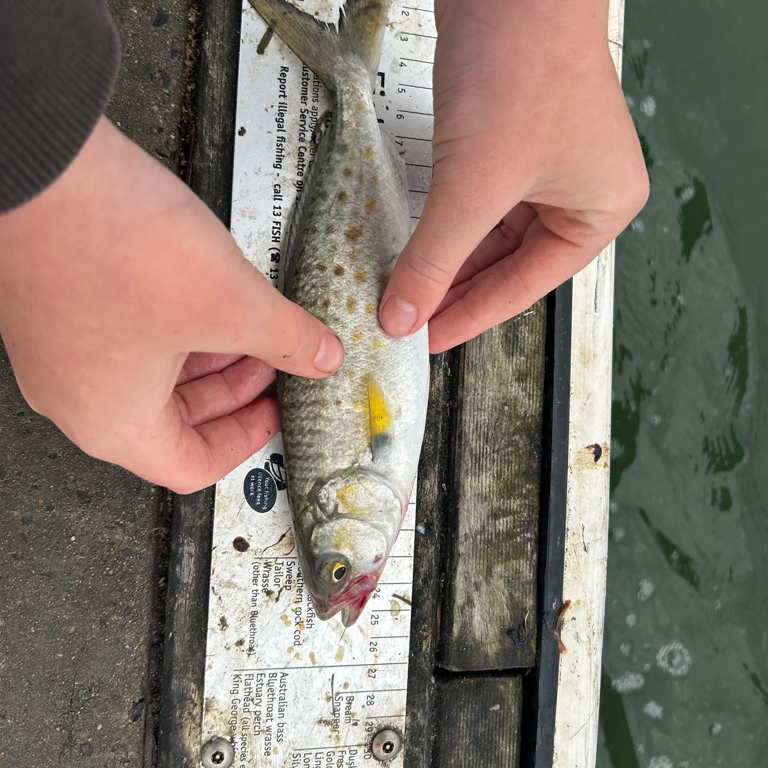 recently logged catches