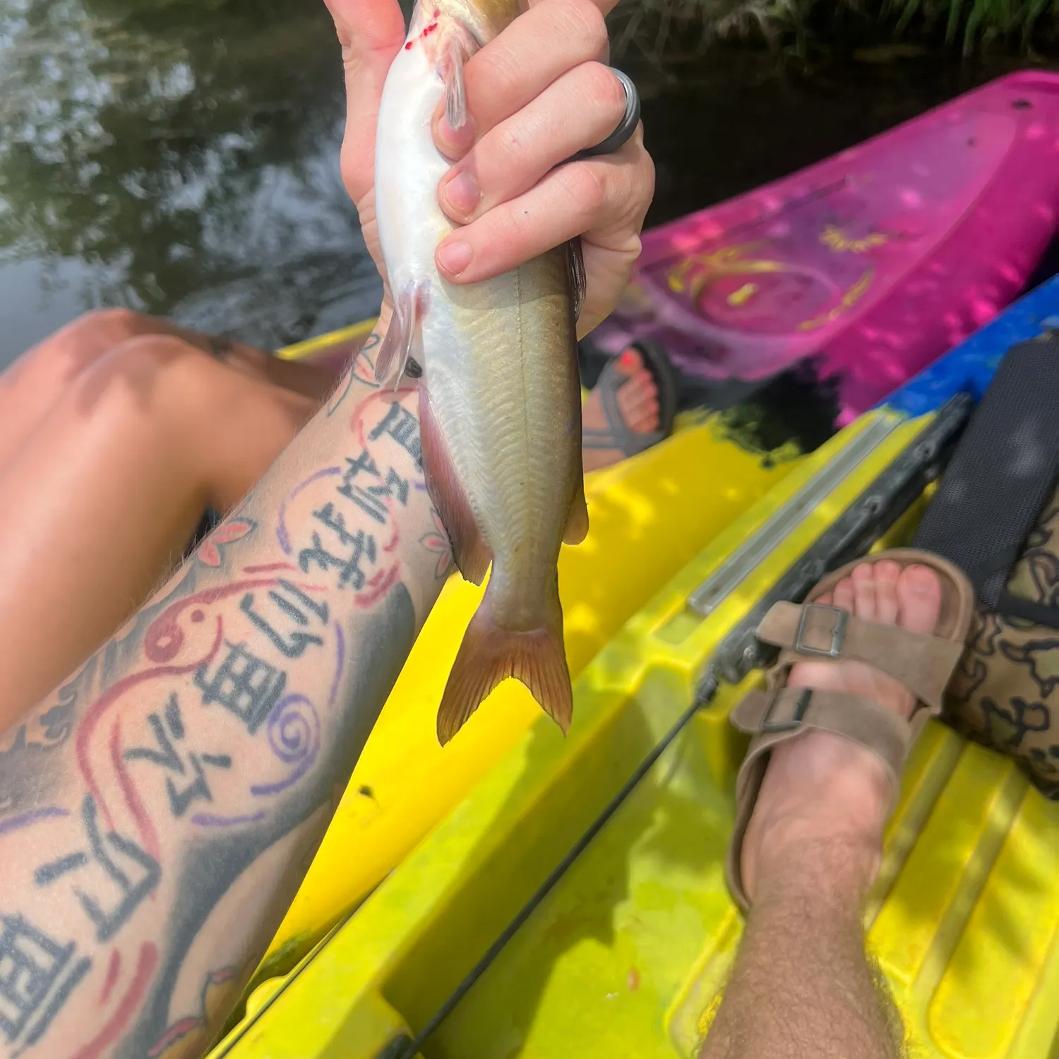 recently logged catches