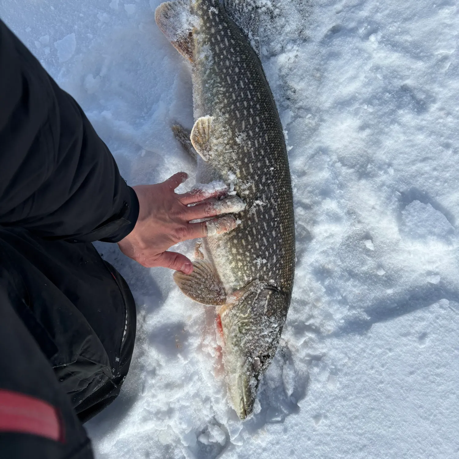 The most recent Northern pike catches on Fishbrain