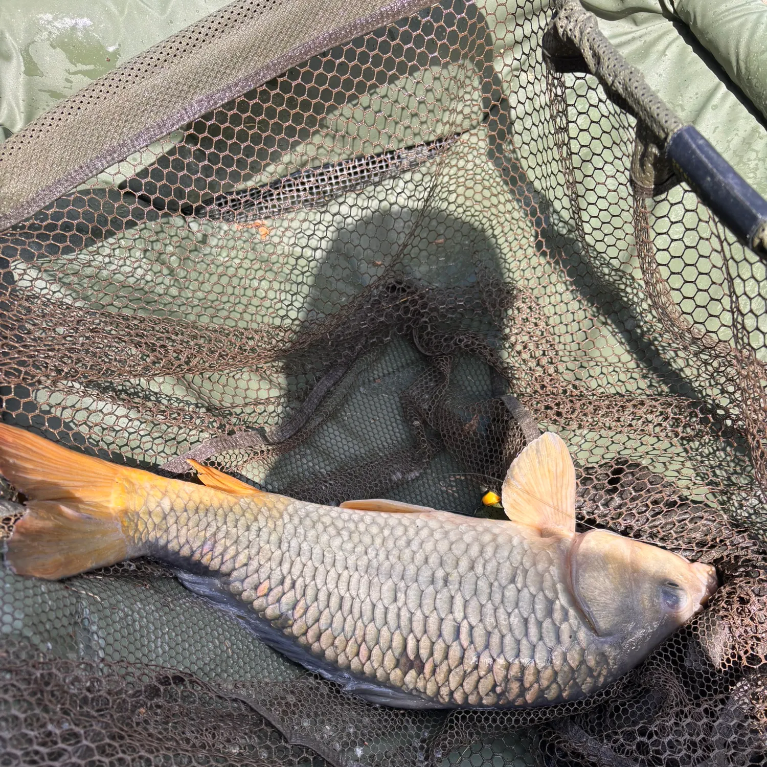 Common carp caught on Fishbrain