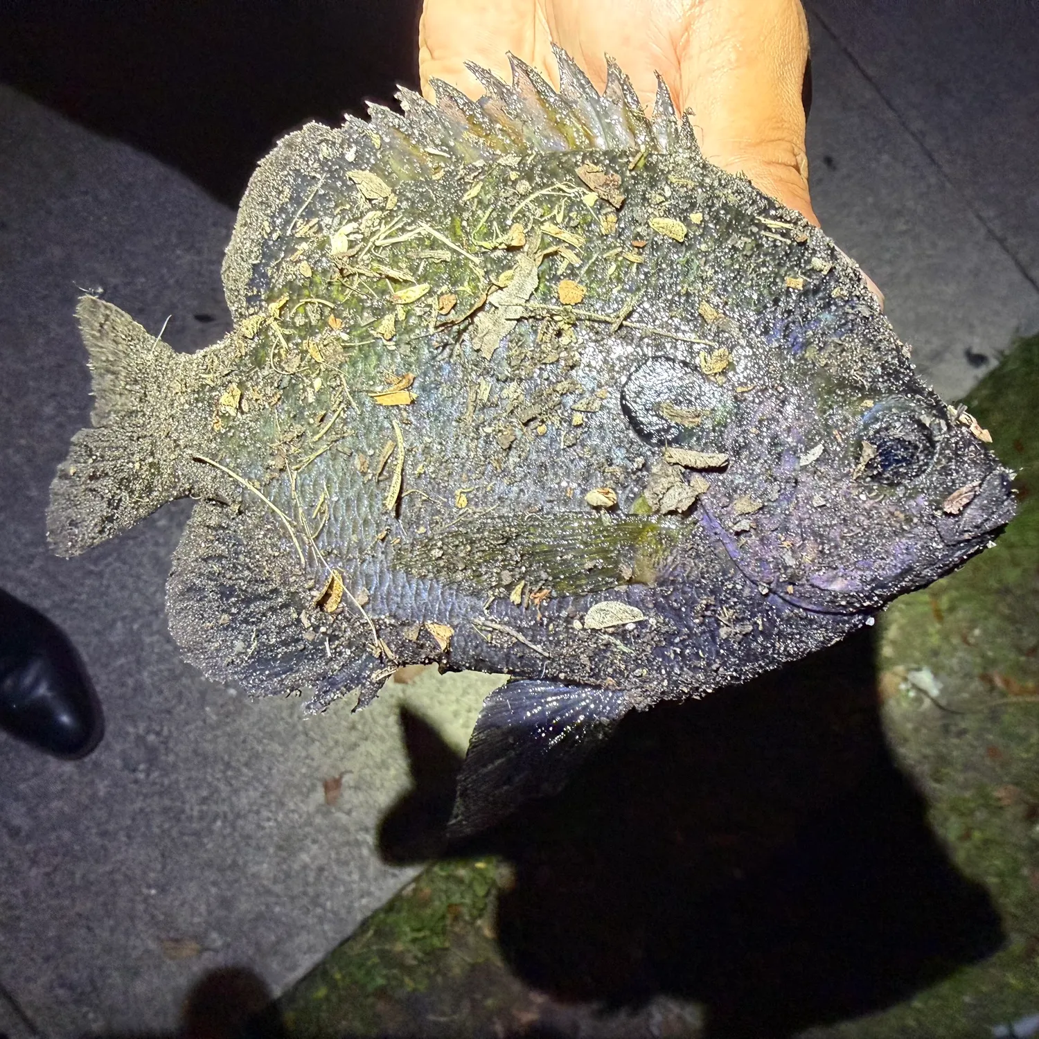 Bluegill caught on Fishbrain