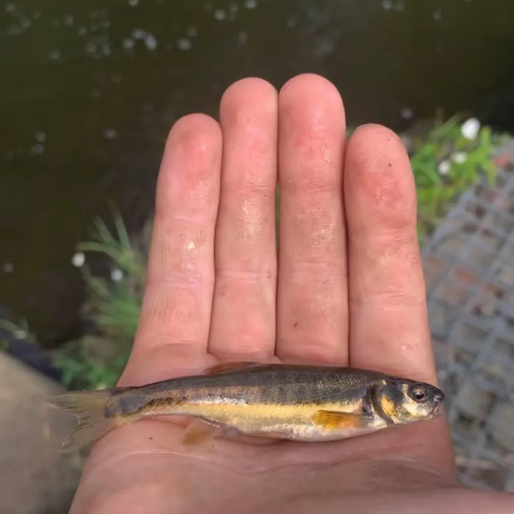 The most recent Eurasian minnow catches on Fishbrain