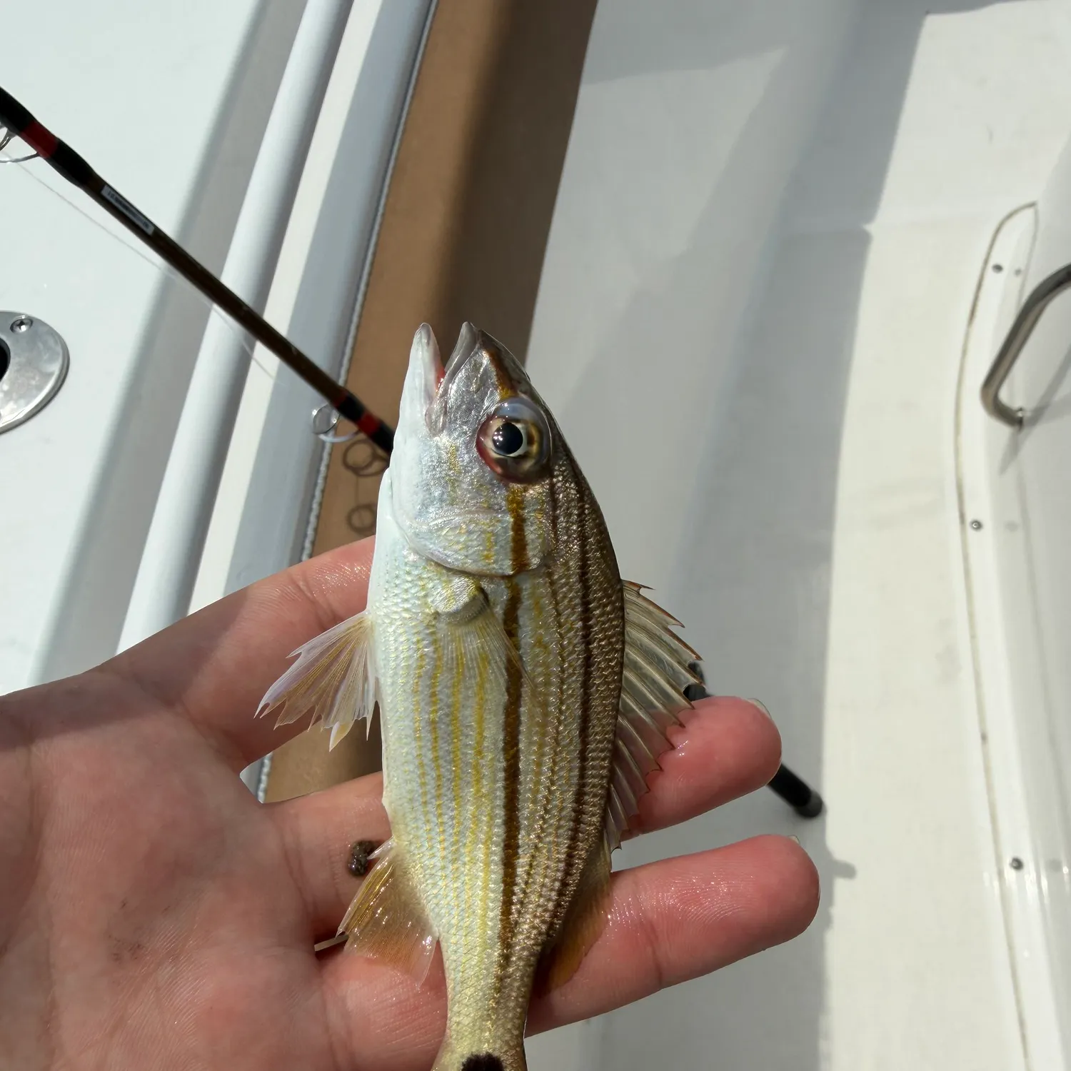 The most recent Tomtate grunt catches on Fishbrain