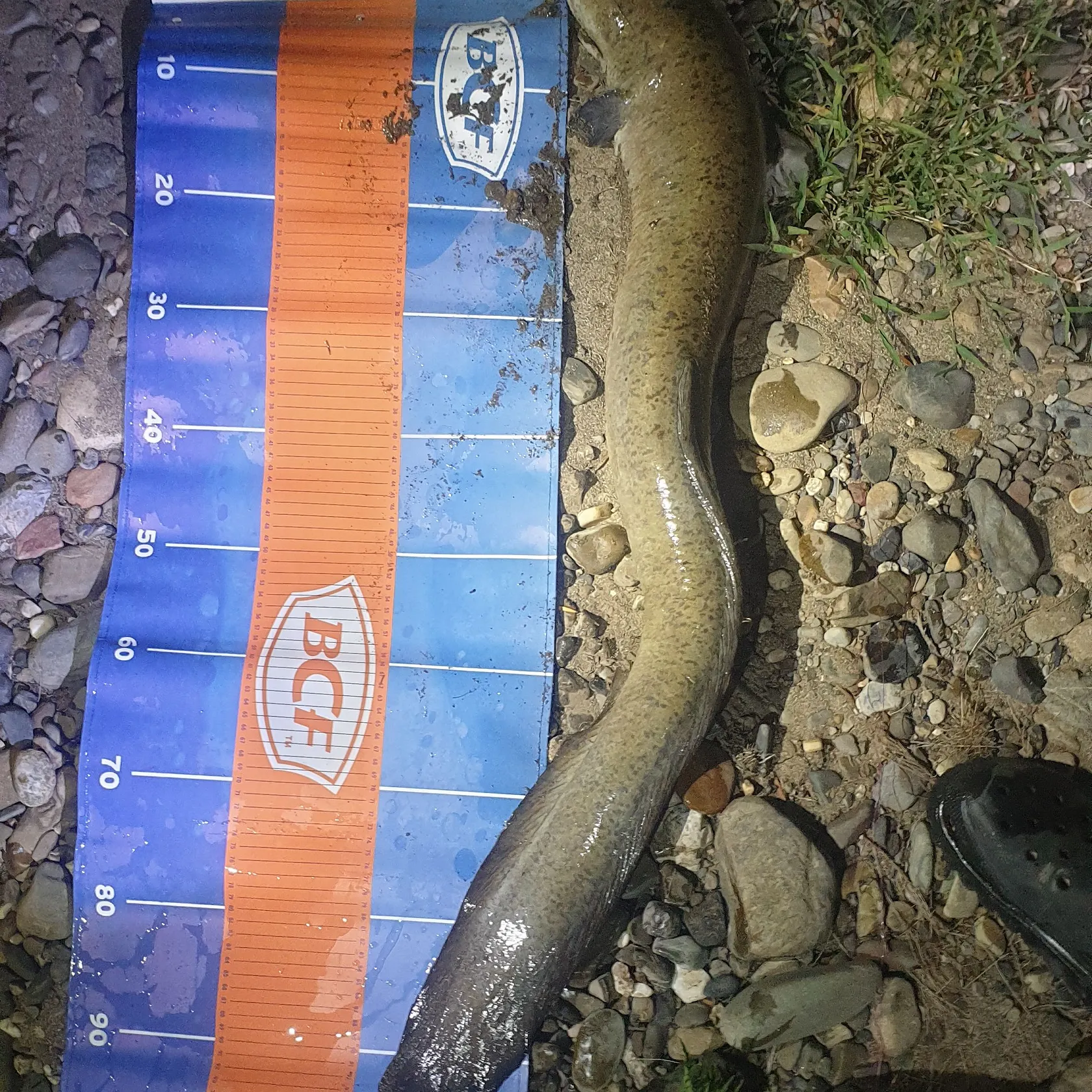 The most recent Shortfin eel catches on Fishbrain
