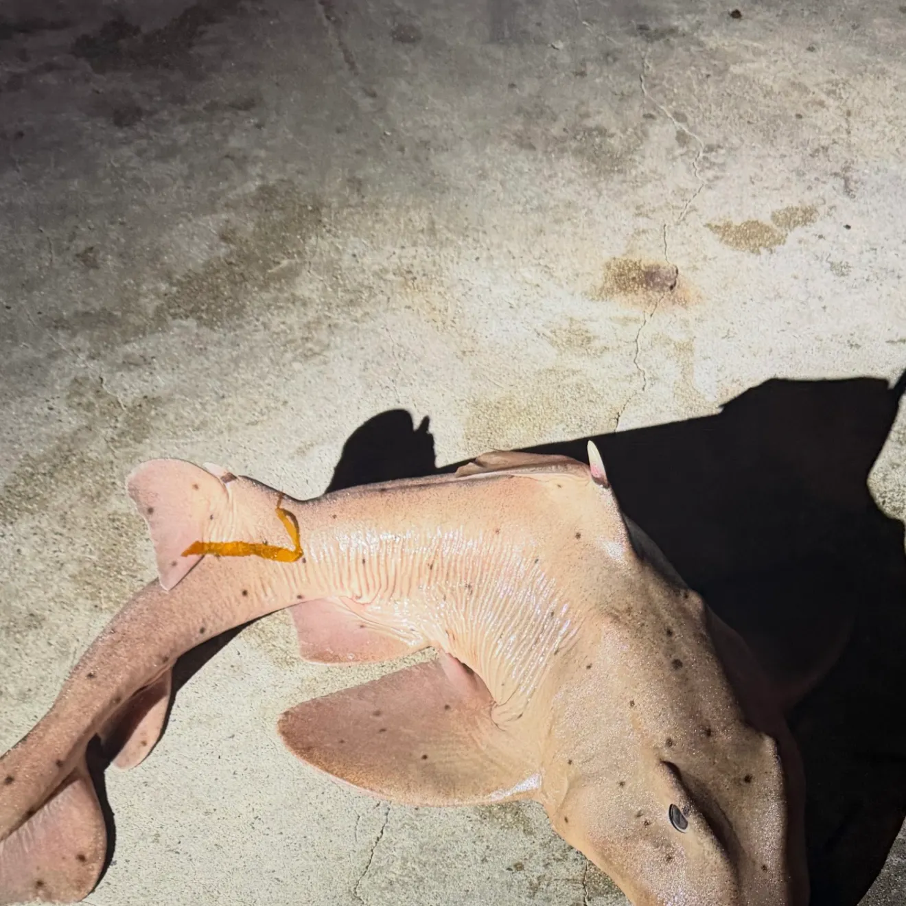 The most recent Port Jackson shark catches on Fishbrain