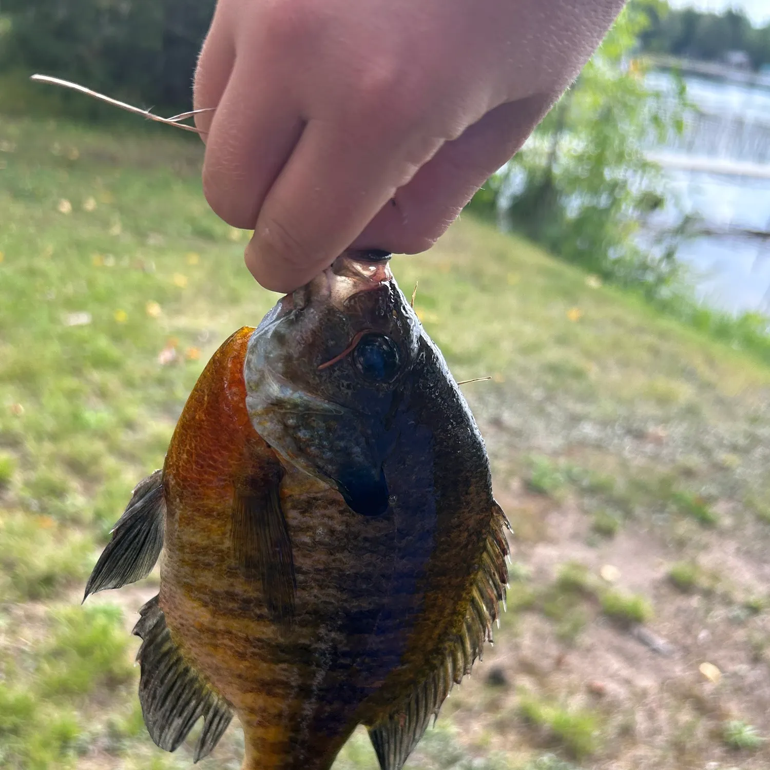 Bluegill caught on Fishbrain