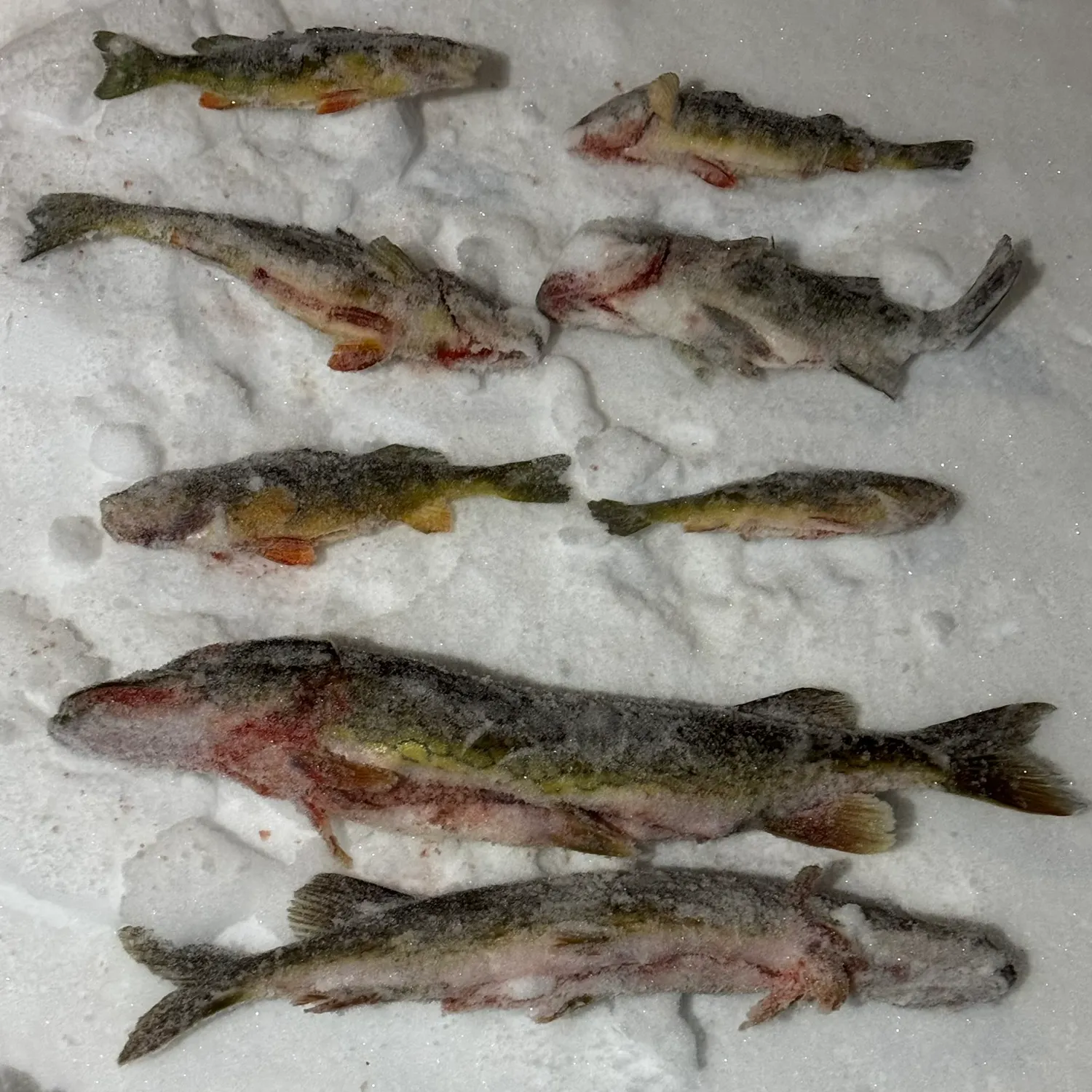 recently logged catches