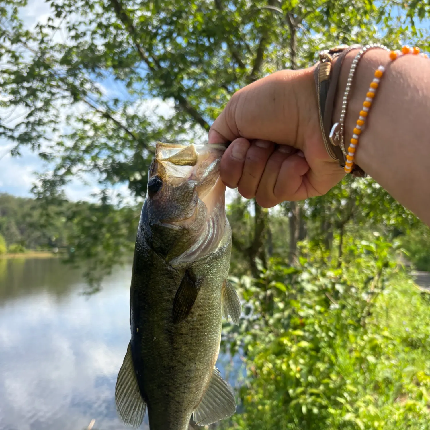 Largemouth bass caught on Fishbrain