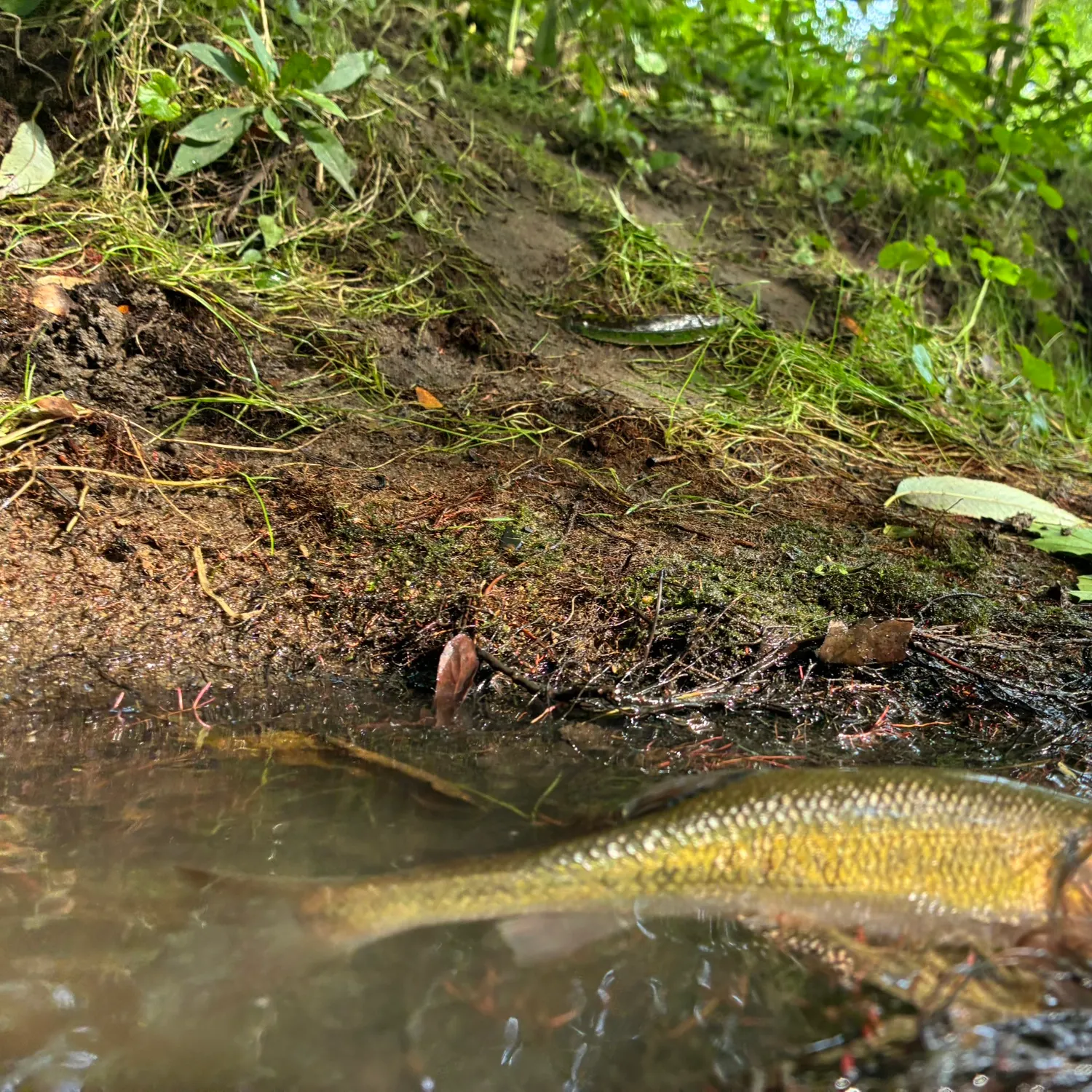 The most recent Hornyhead chub catches on Fishbrain