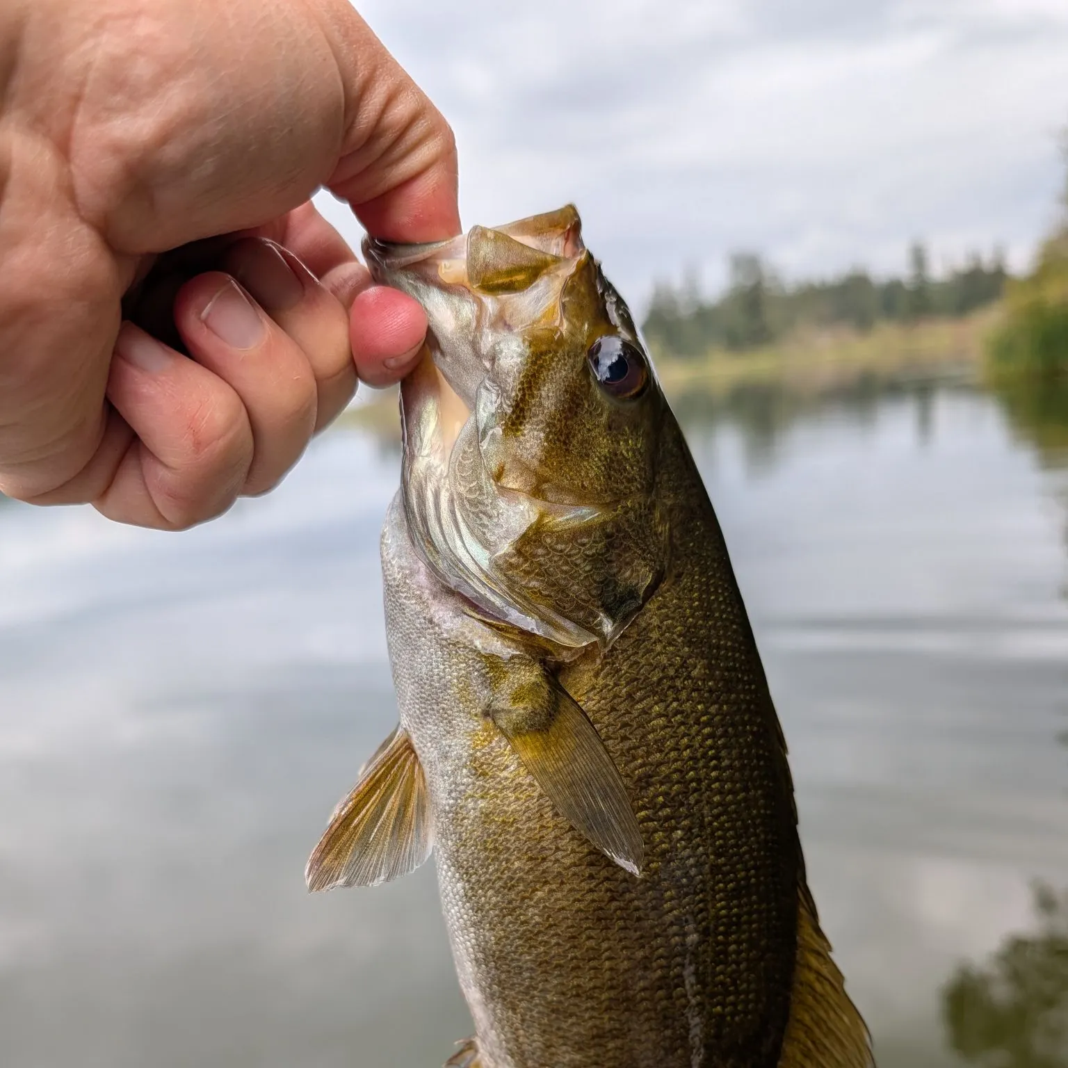 Smallmouth bass caught on Fishbrain