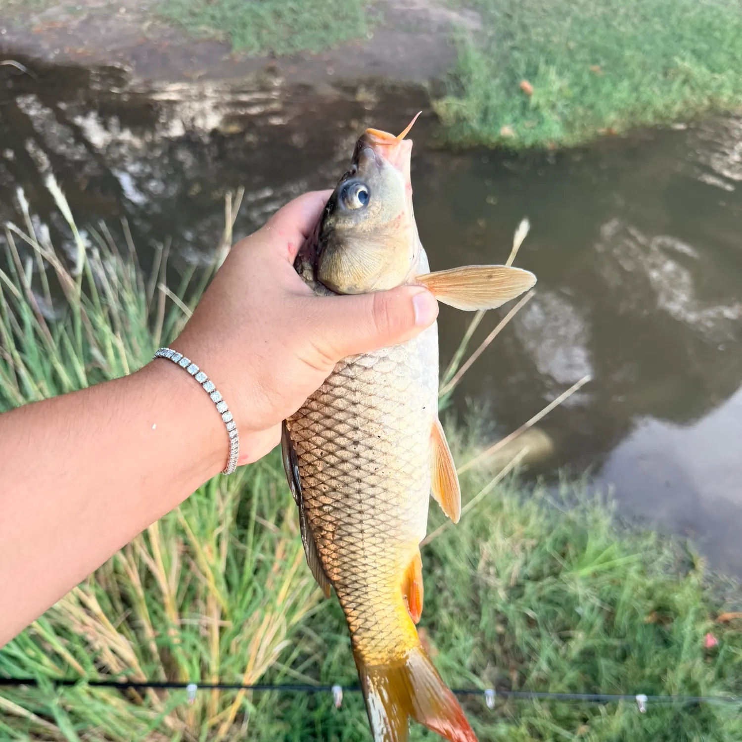 Common carp caught on Fishbrain
