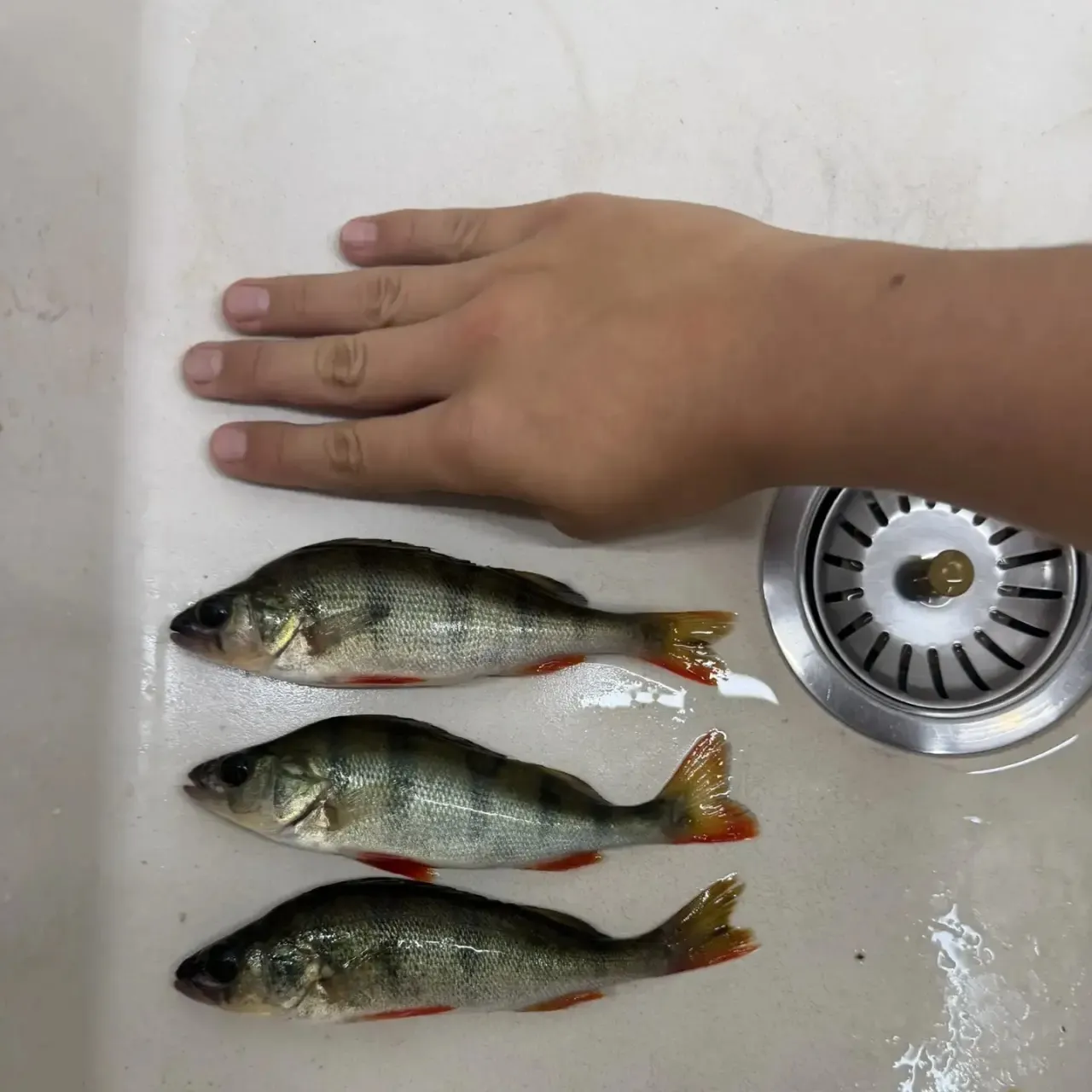 European perch caught on Fishbrain